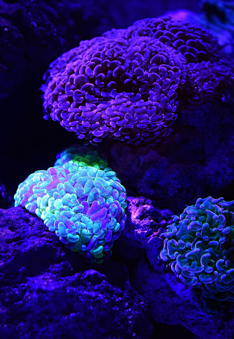 800x1157 HD coral reef sea anemones wallpaper
