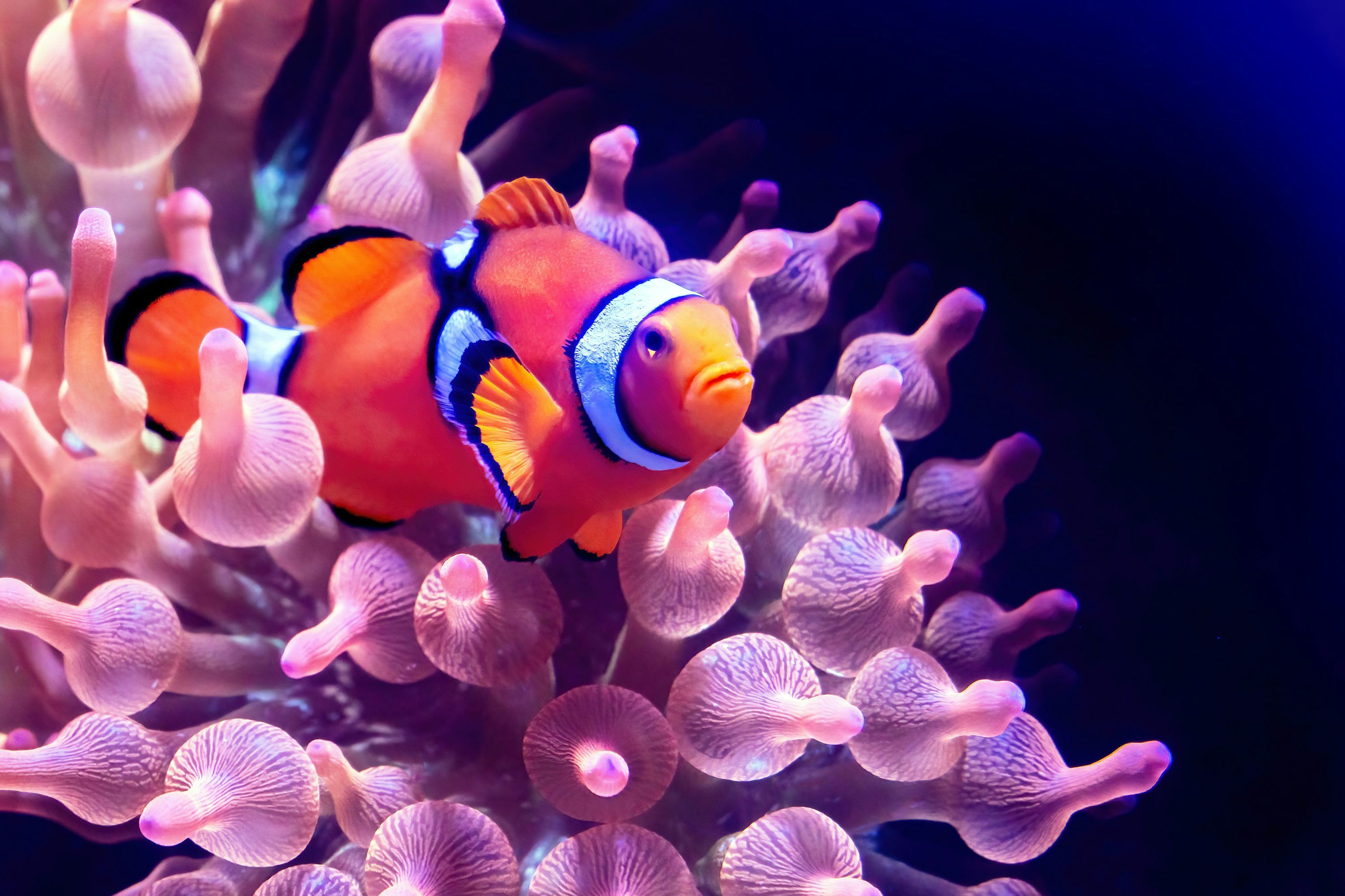 3000x2000 Clownfish swims among pink sea anemone tentacles photo