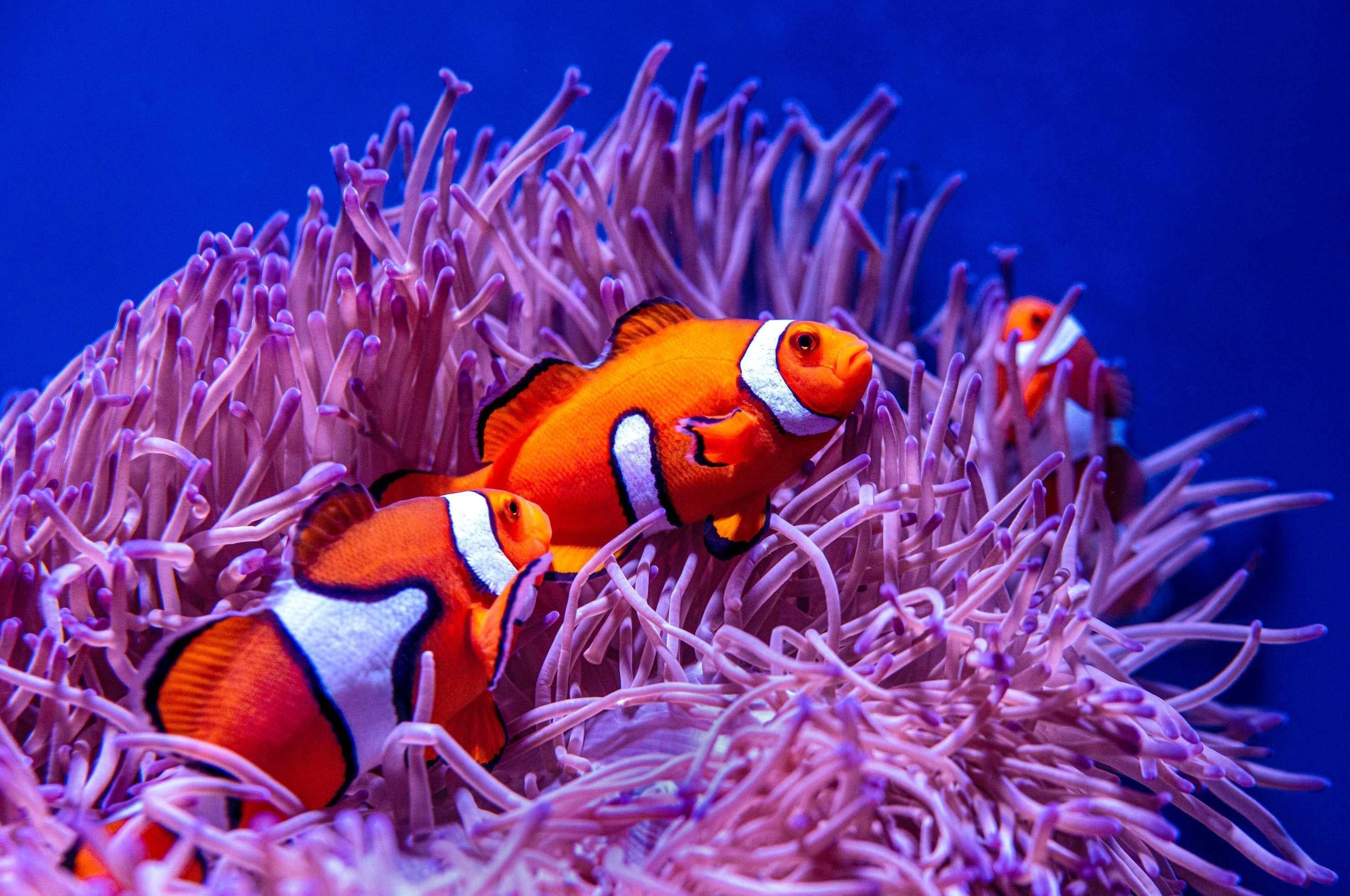 2960x1965 Marine Life Mural Wallpaper. Clownfish in Purple Anemone