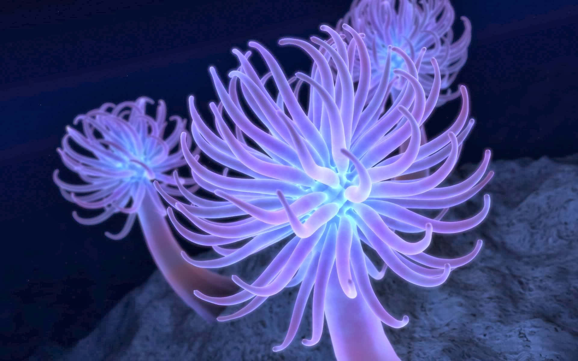 1920x1200 Download Majestic Underwater Beauty Vibrant Sea Anemone Wallpaper