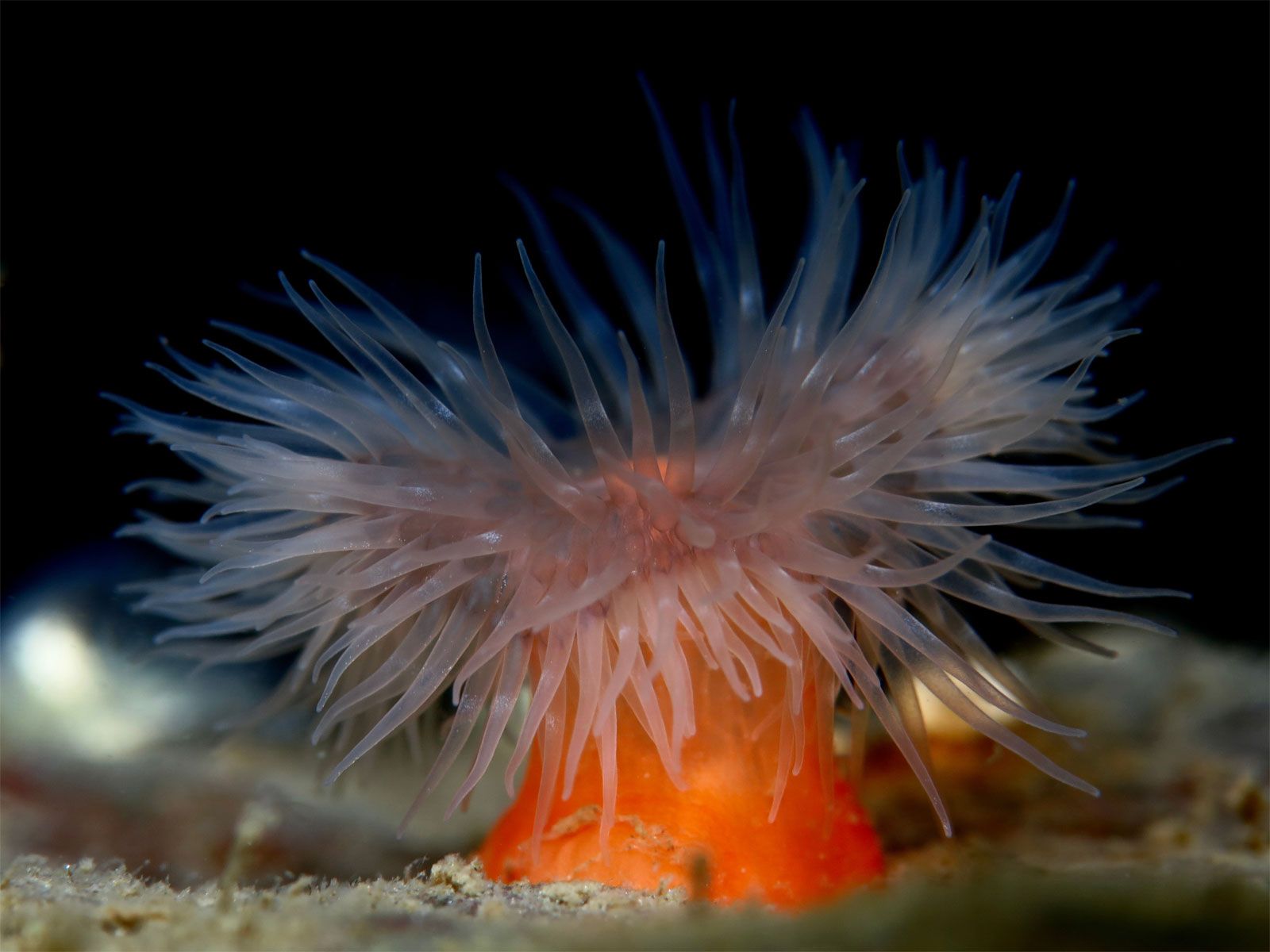 1600x1200 Sea anemone. Invertebrate, Symbiotic Relationship & Adaptations