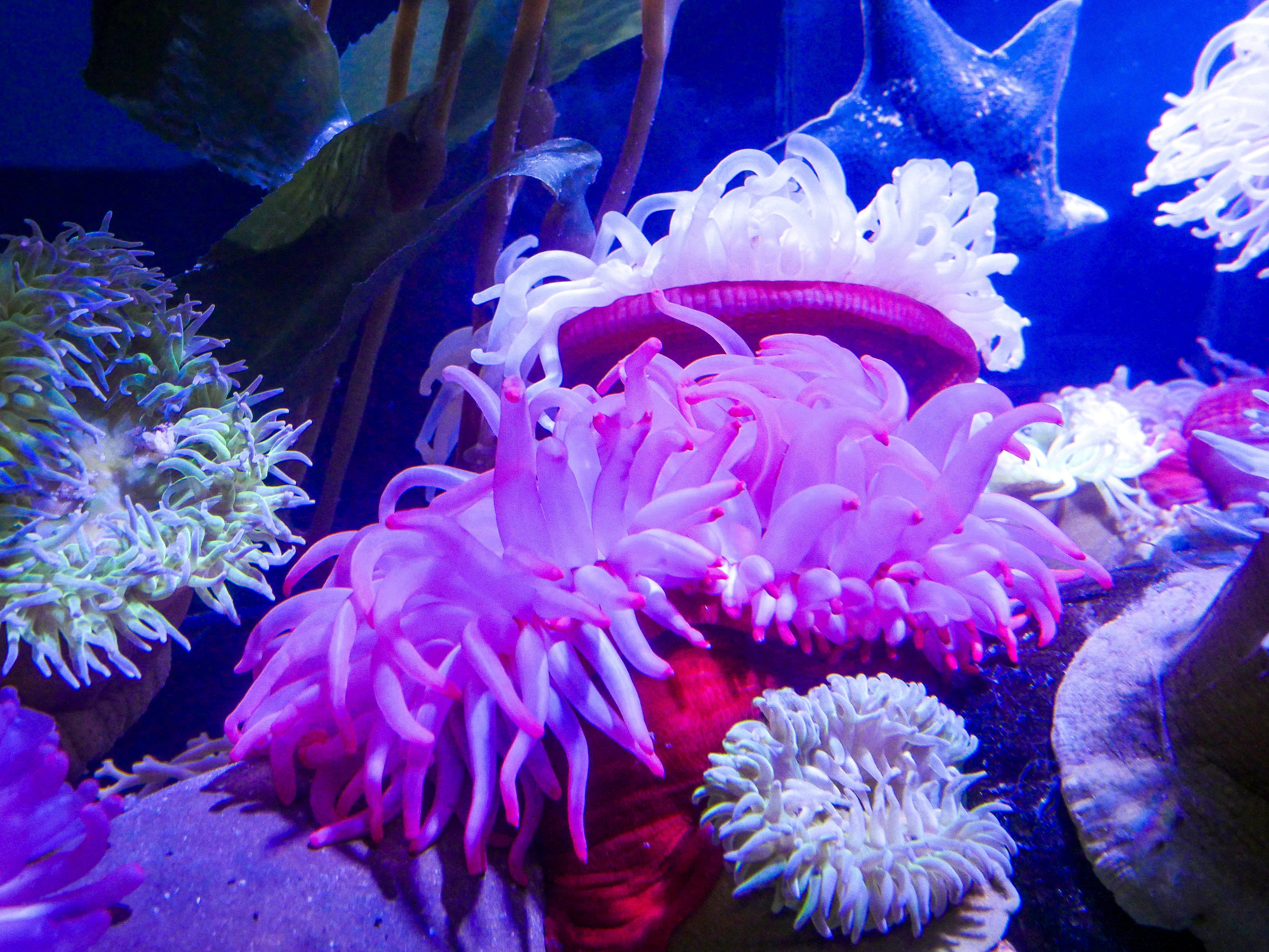 4133x3100 Sea Anemone: Audubon Aquarium Orleans, LA