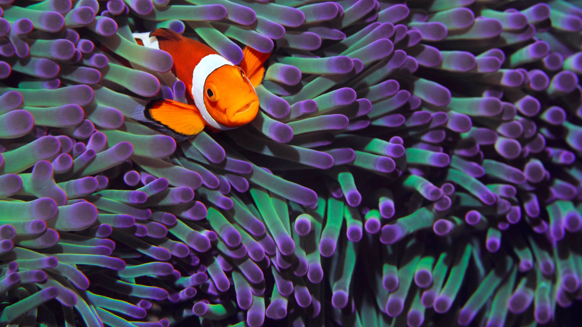 1920x1080 Download Purple Green Sea Anemone Wallpaper