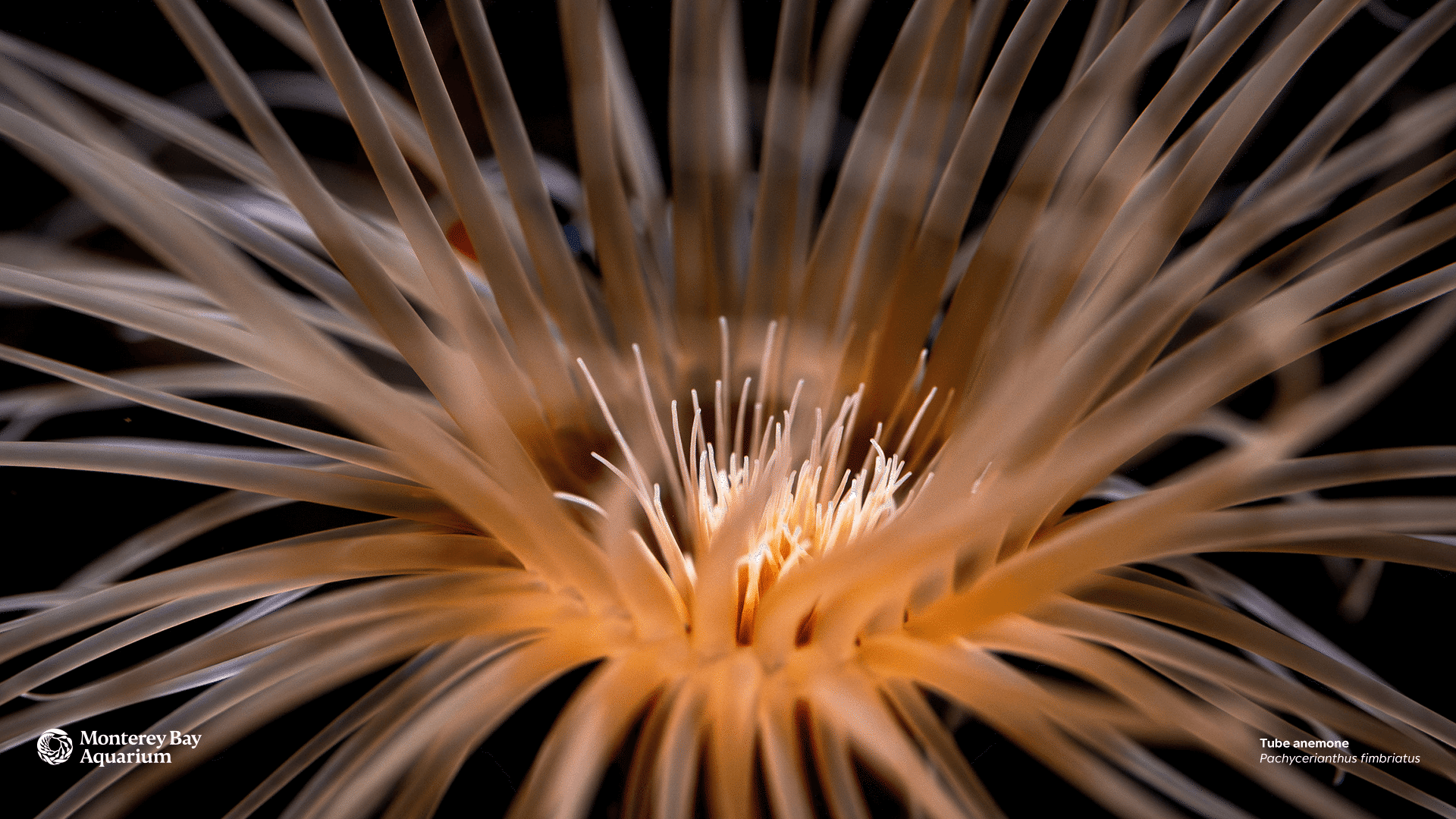 1920x1080 Tube anemone wallpaper. Monterey Bay Aquarium