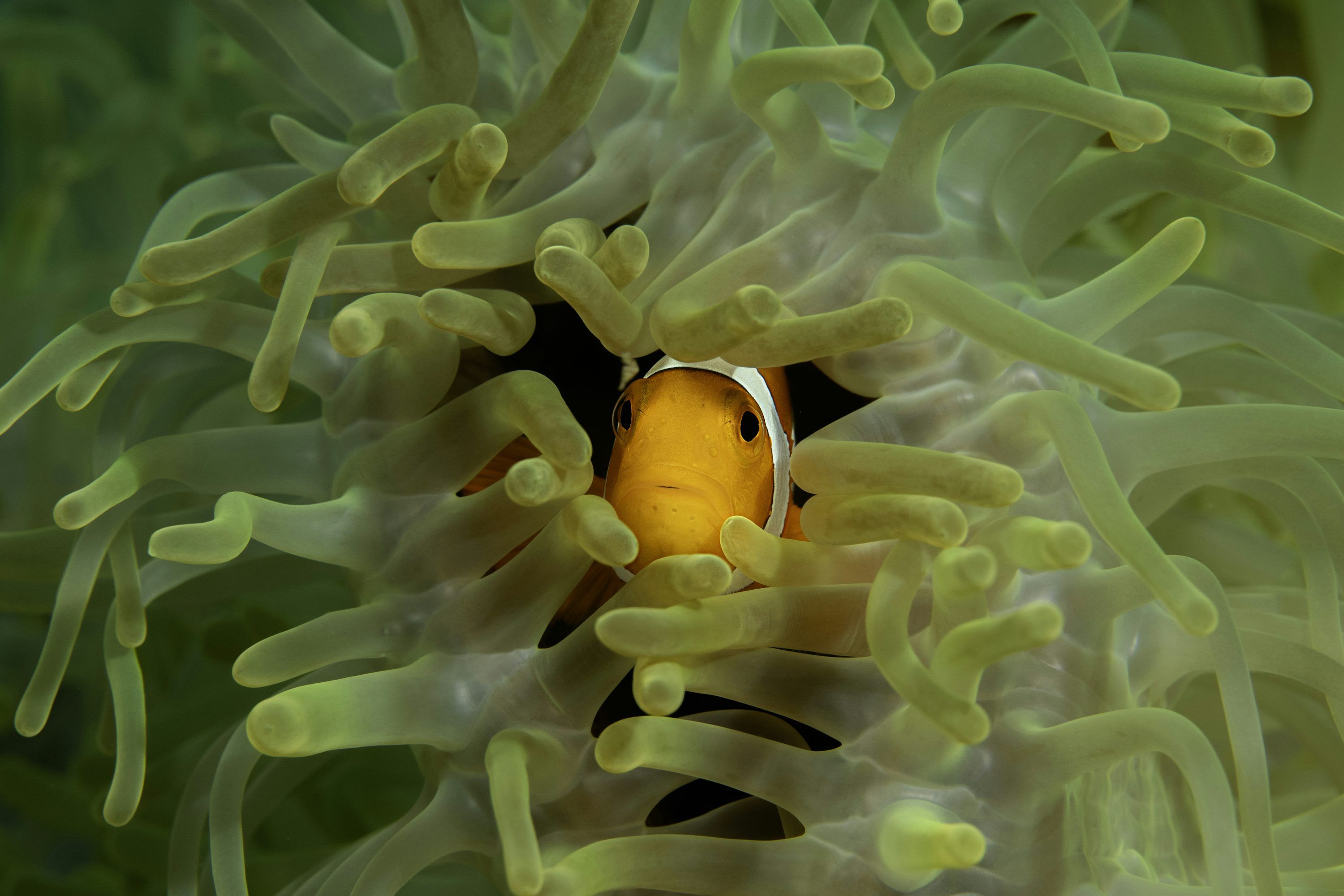 3000x2000 A clown fish hiding in a sea anemone photo