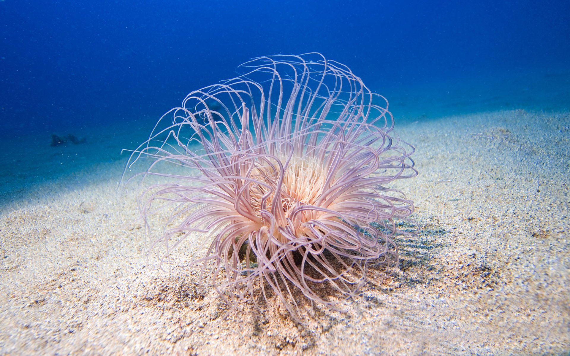 1920x1200 HD Sea Life: Vibrant Sea Anemone in Its Ocean Habitatx1200