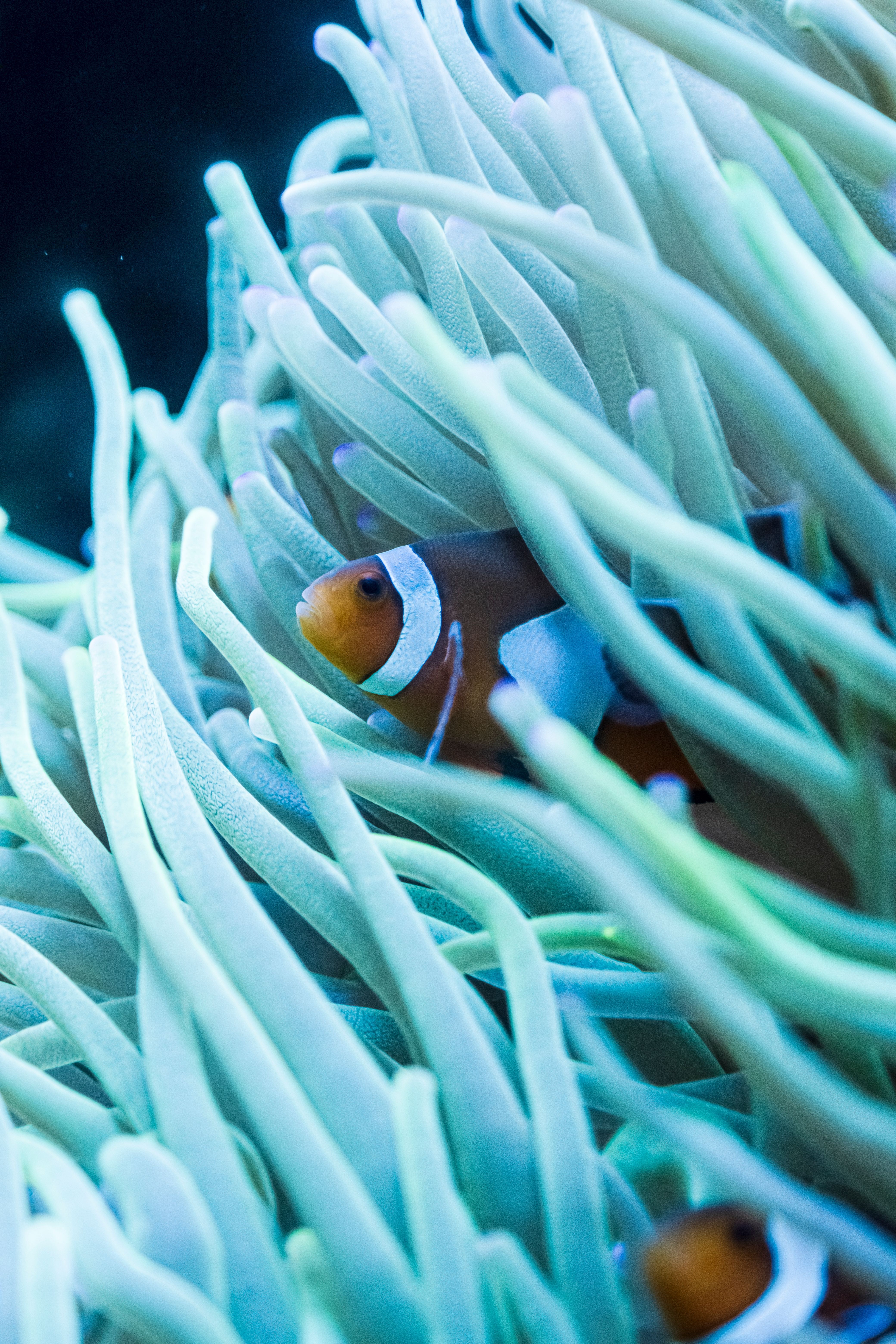 4160x6240 A Clown Fish Hiding on Tentacle of a Sea Anemone · Free