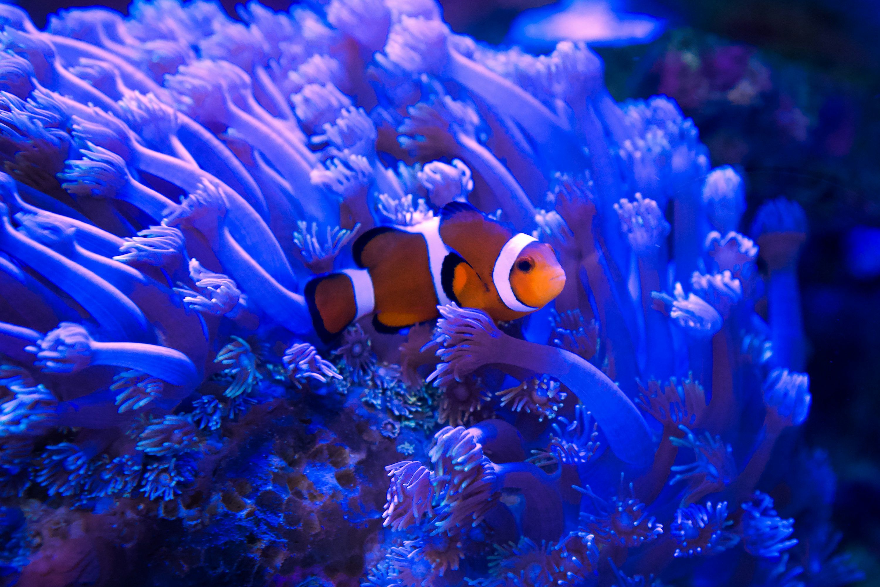 3000x2000 An orange and white clownfish in an aquarium photo