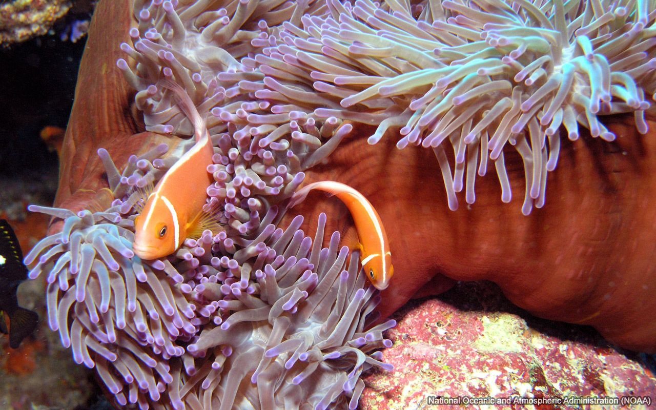 1280x800 Clownfish in Anemone Sea Wallpaper