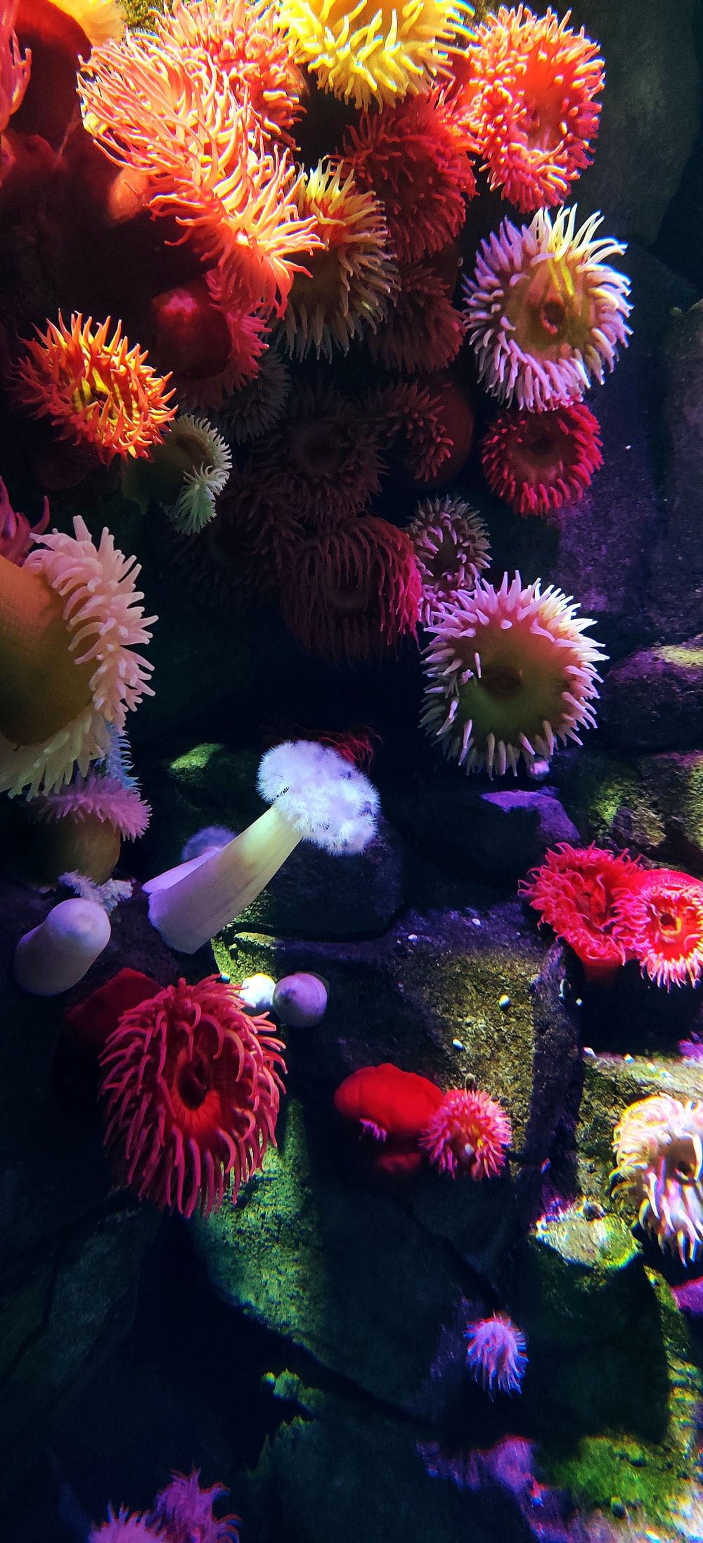 1000x2193 Sea Anemone Wallpaper