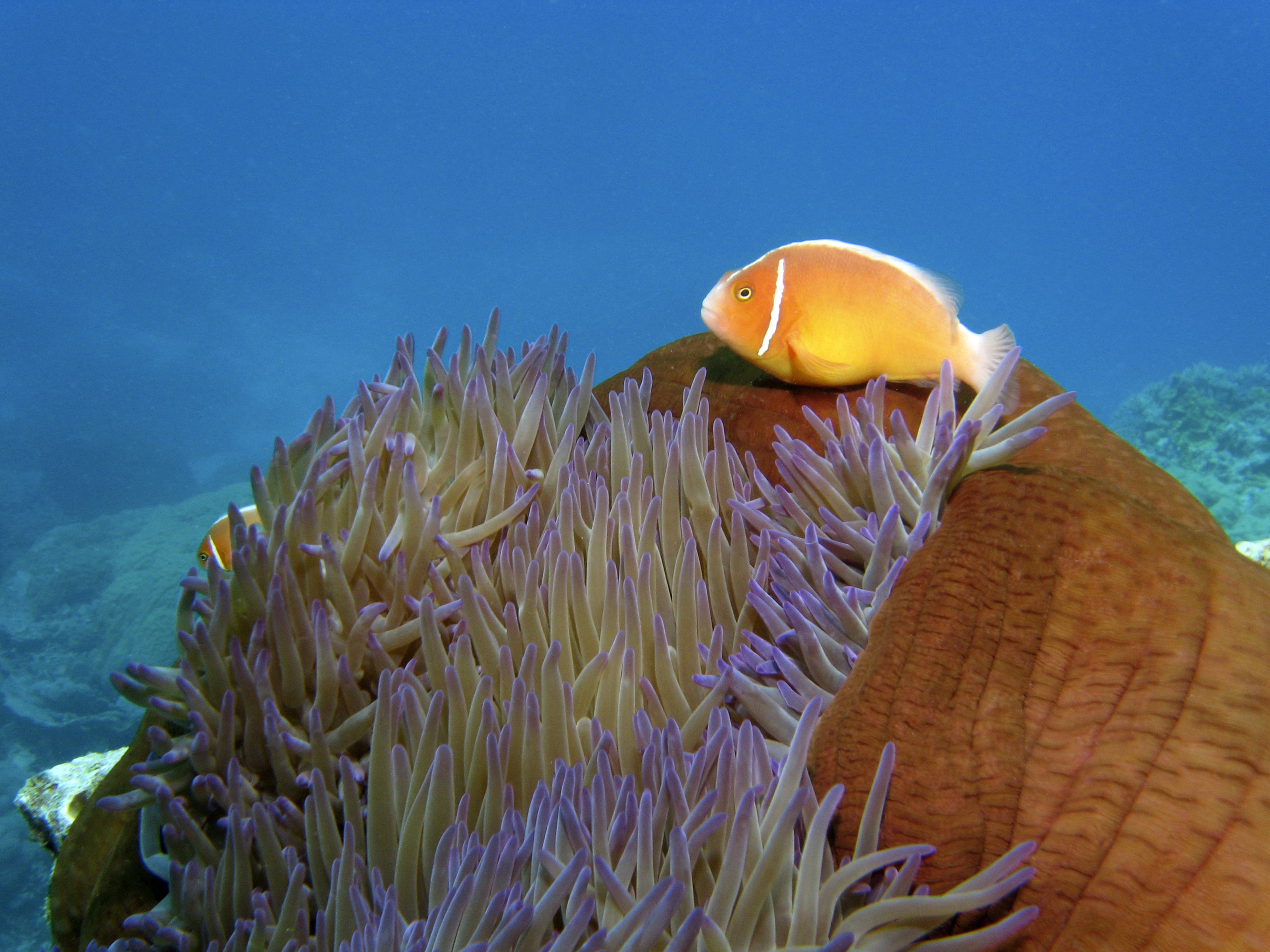 3200x2400 Pink Anemone Fish Wall Mural