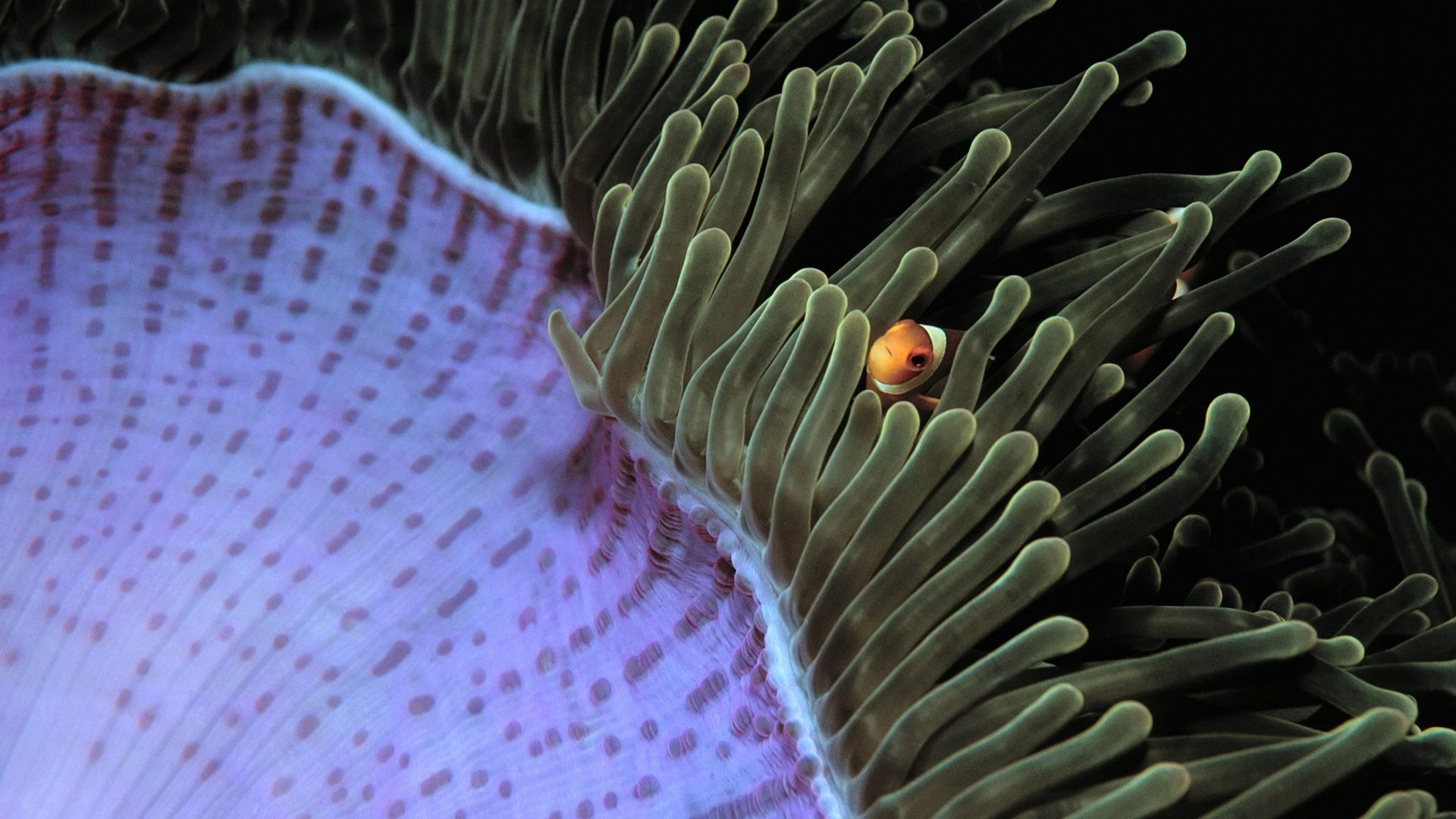 1920x1080 Sea Anemone 4K UHD Wallpaper for UltraHD Desktop and TV : Smartphone and Tablet Devices