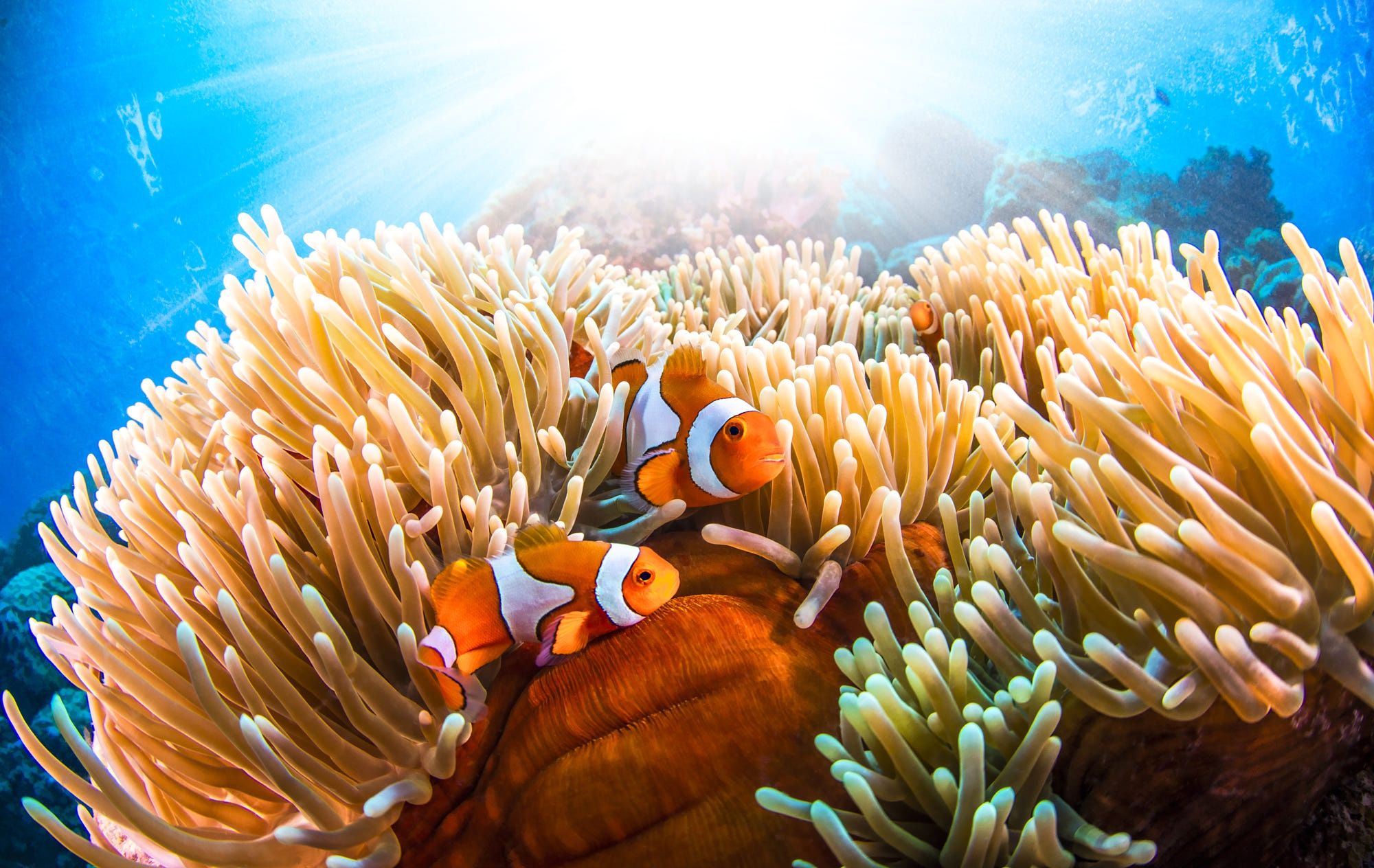 2000x1264 Download Sea Anemone Sea Life Underwater Fish Animal Clownfish HD Wallpaperx1264