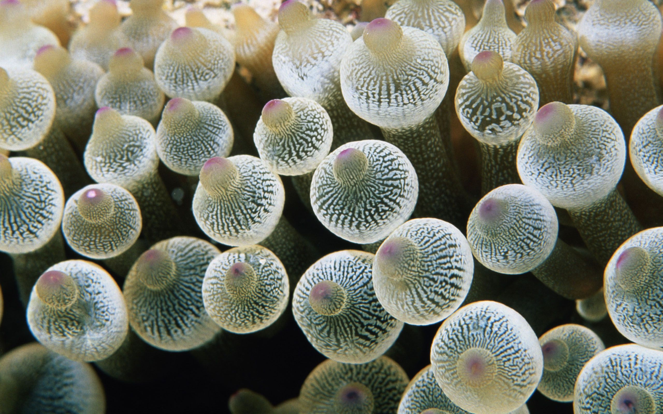 2560x1600 Free Sea Anemone 4K Wallpaper & Desktop HD Background for PC