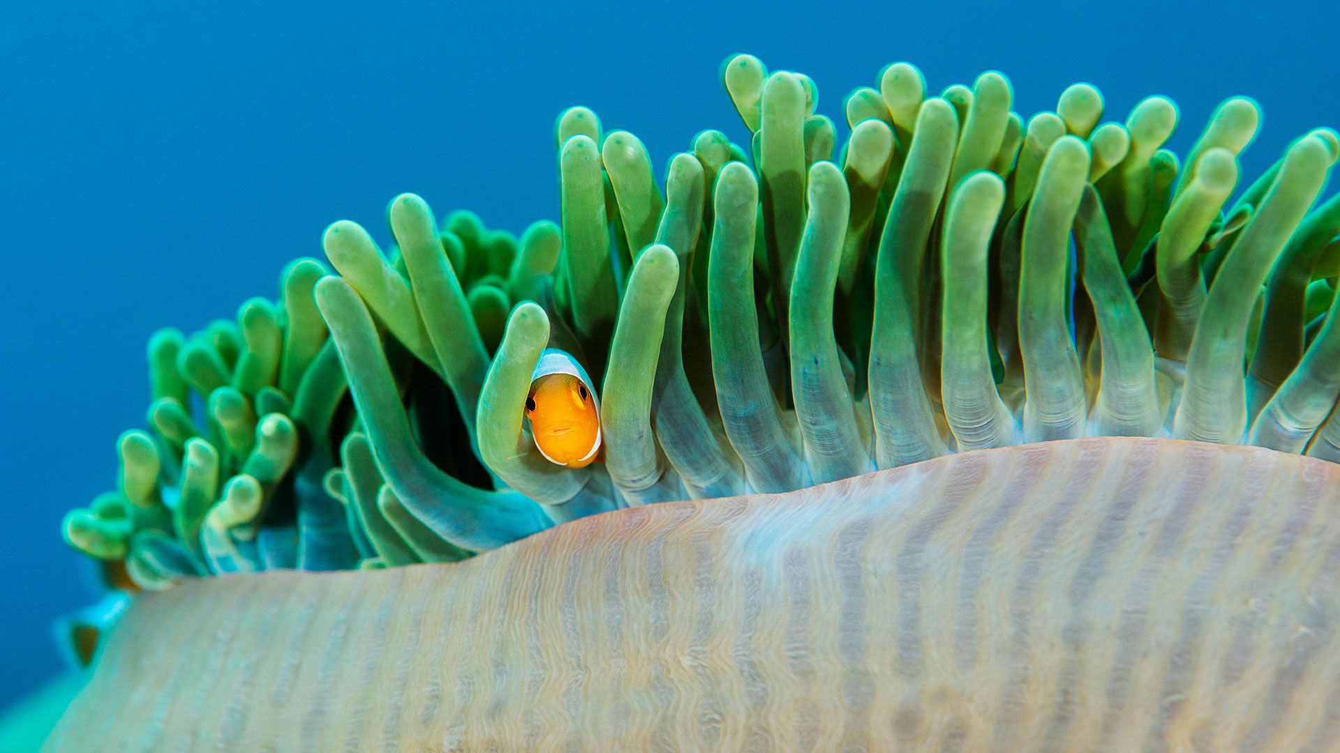 1920x1080 Bing image: Common clownfish in a sea anemone, Raja Ampat Islands, Indonesia Wallpaper Gallery