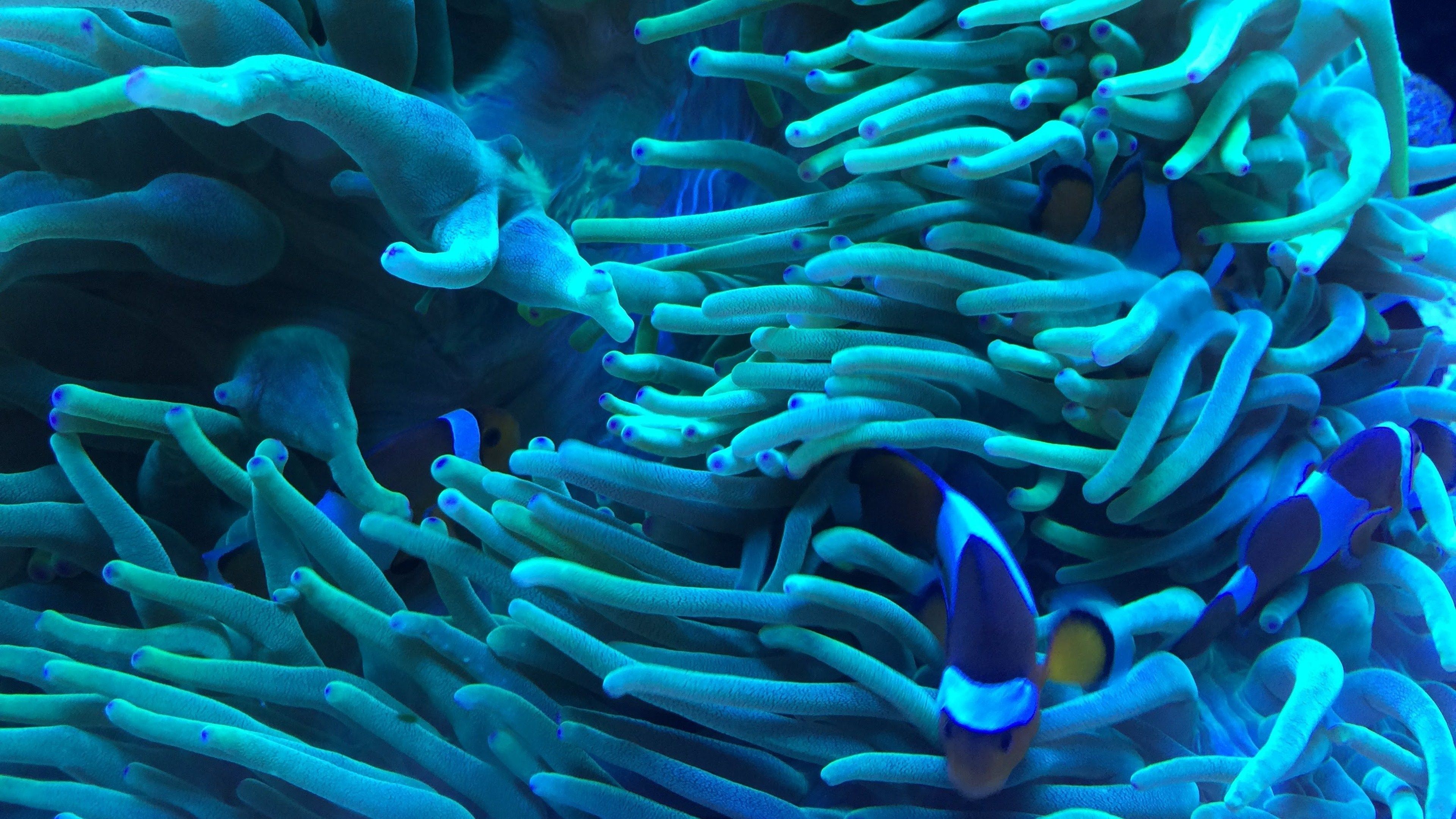 3840x2160 Sea Anemone Desktop HD 4K Wallpaper 42009