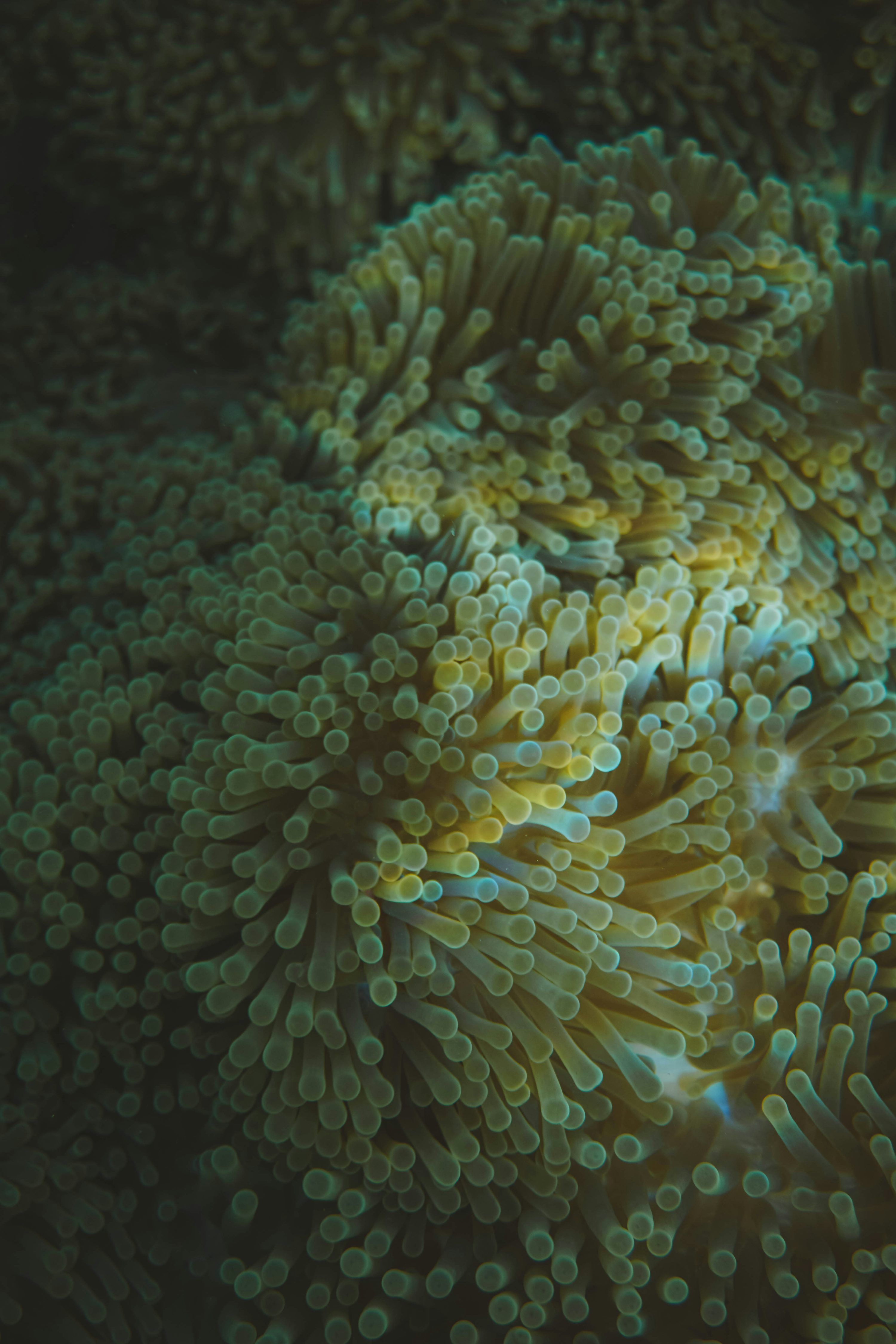 3000x4500 Close Up Of A Sea Anemone With Many Tentacles. Photo
