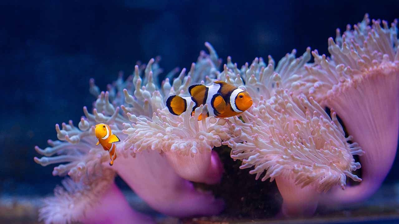 1280x720 Learning From Clownfish and Sea Anemone