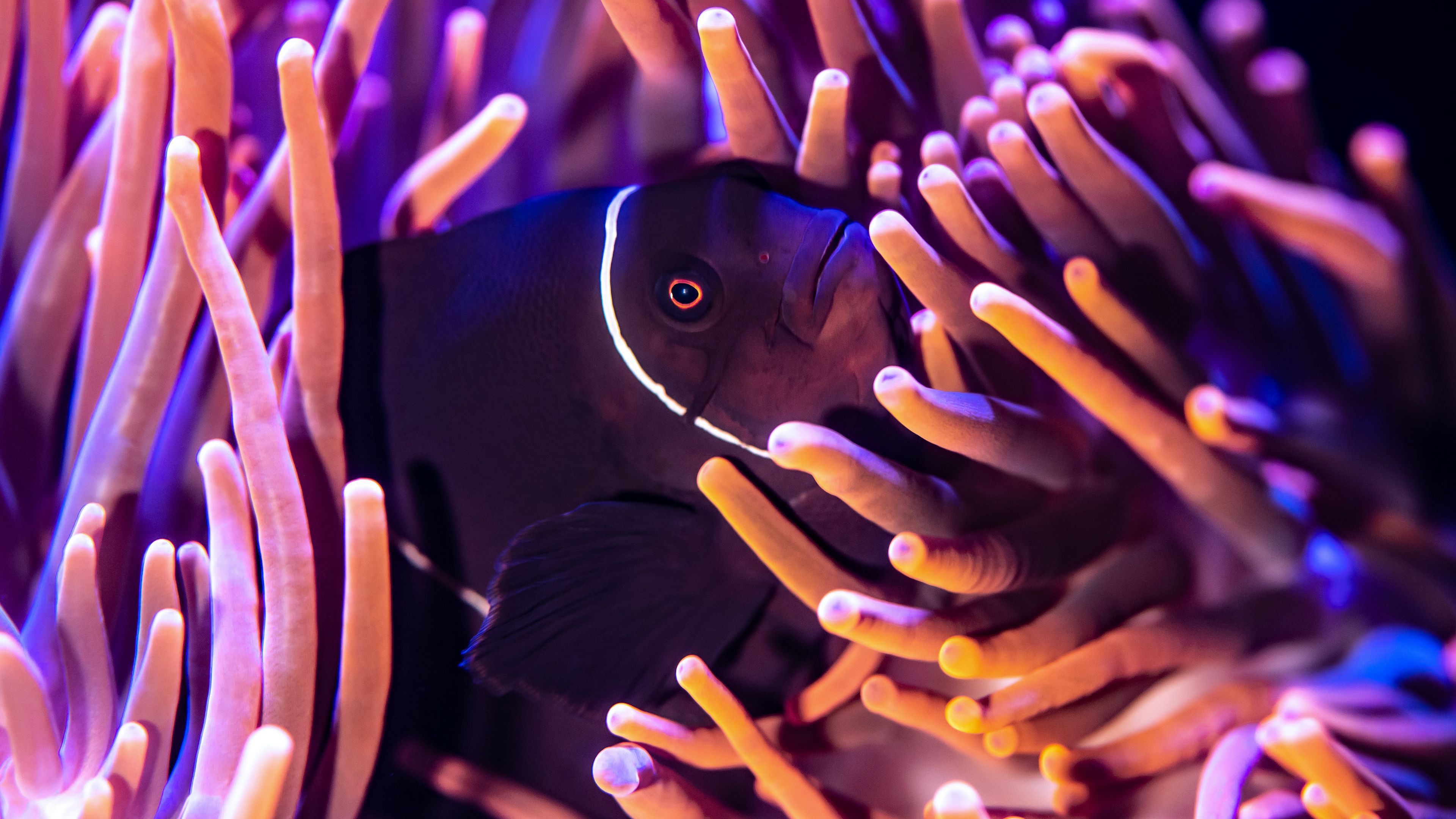 3840x2160 Black Fish Near Sea Anemone 4K HD Animals Wallpaper