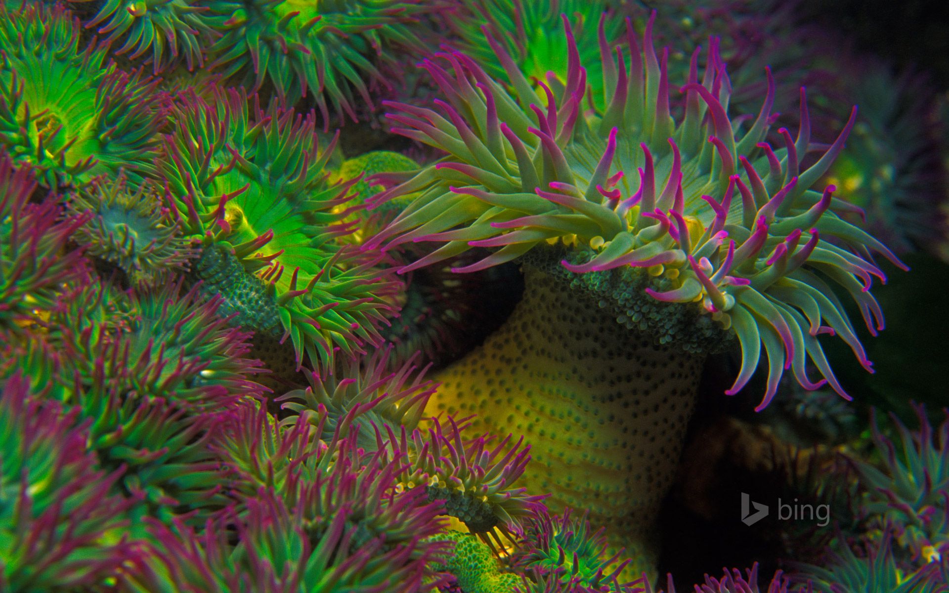 1920x1200 Purple Tipped Sea Anemones Off The Coast Of Vancouver Island, British Columbia, Canada Wallpaper