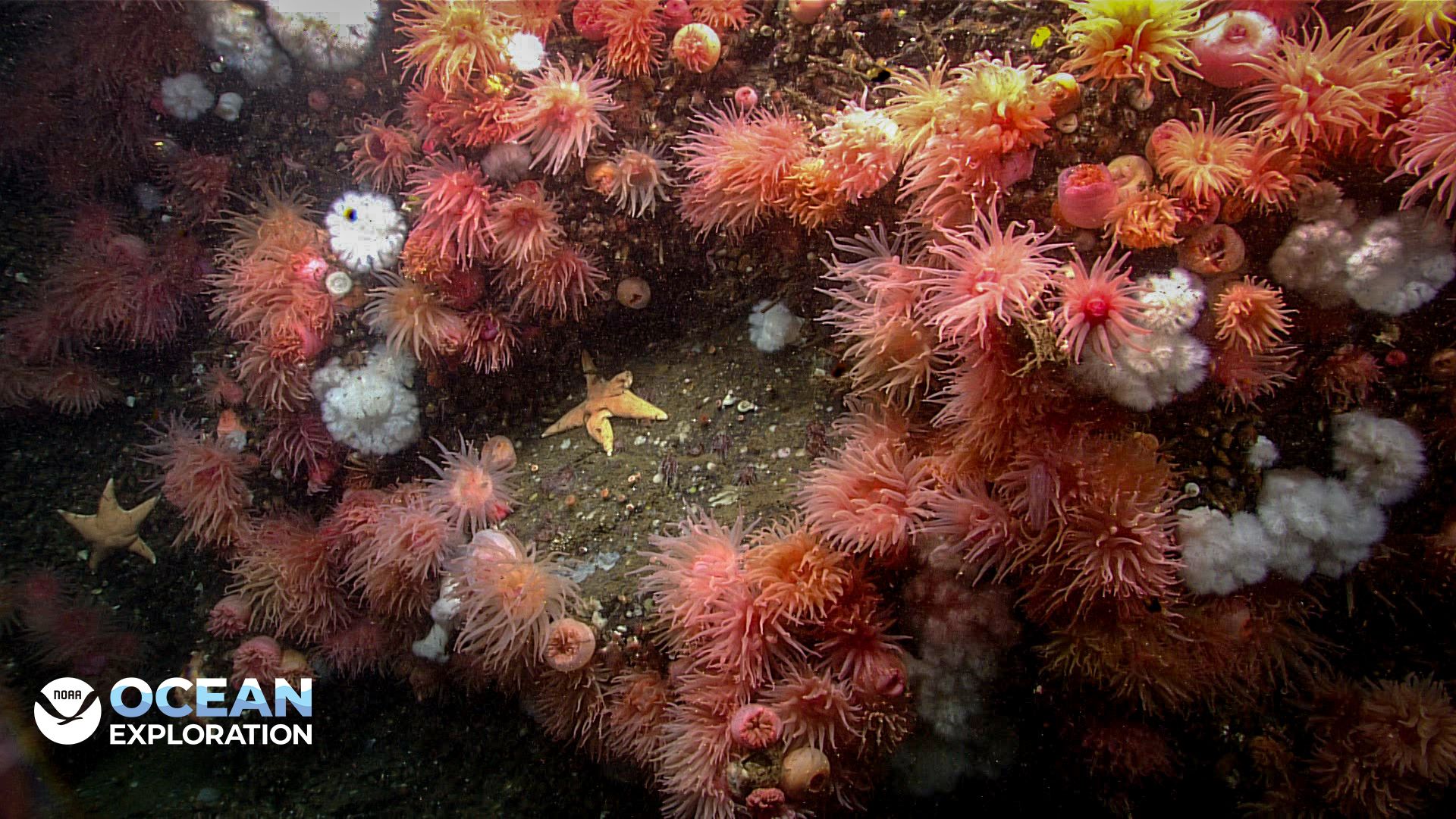 1920x1080 Anemones Ocean Exploration