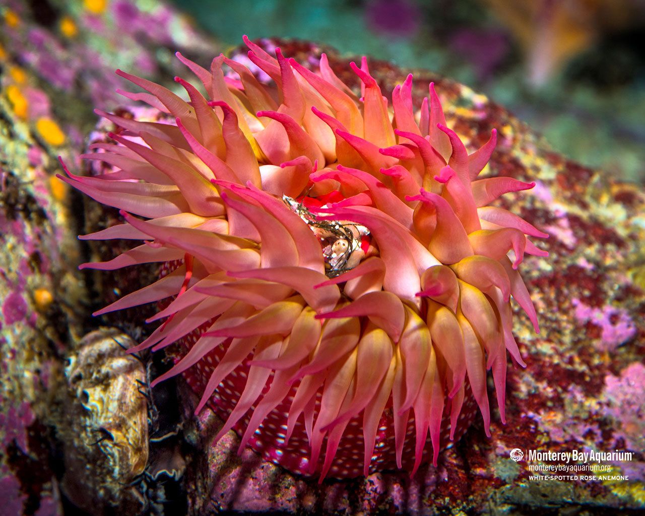1280x1024 Monterey Bay Aquarium