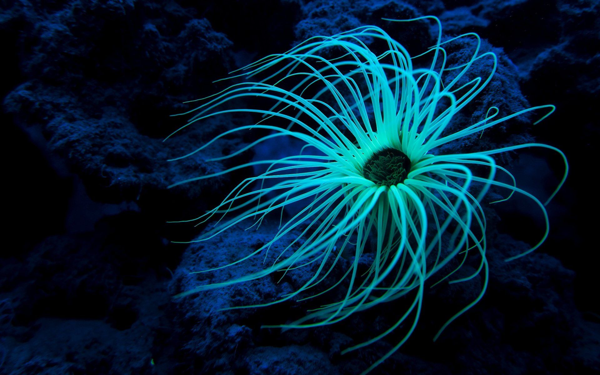 1920x1200 Download Sea Life Animal Sea Anemone HD Wallpaperx1600