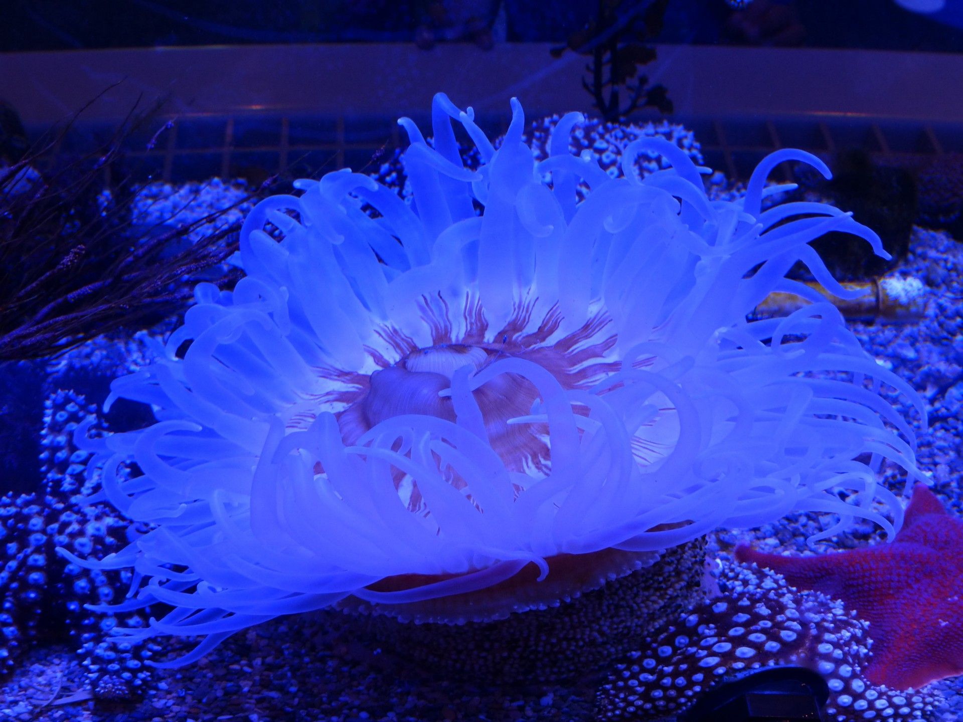 1920x1440 Download Free Photo Of Close Up, Aquarium, Sea Anemone, Purple, Ocean