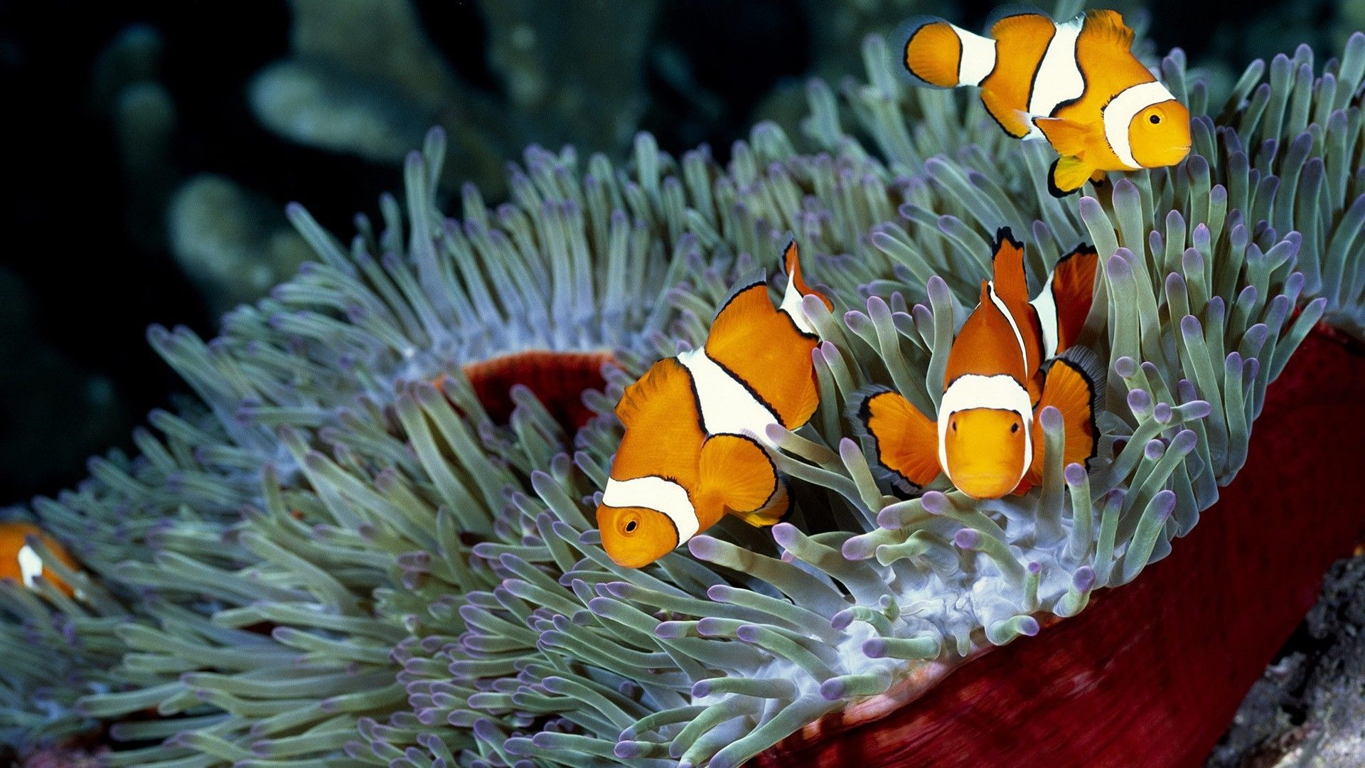 1920x1080 clownfish, Sea Anemones, Coral, Nature, Fish Wallpaper HD / Desktop and Mobile Background