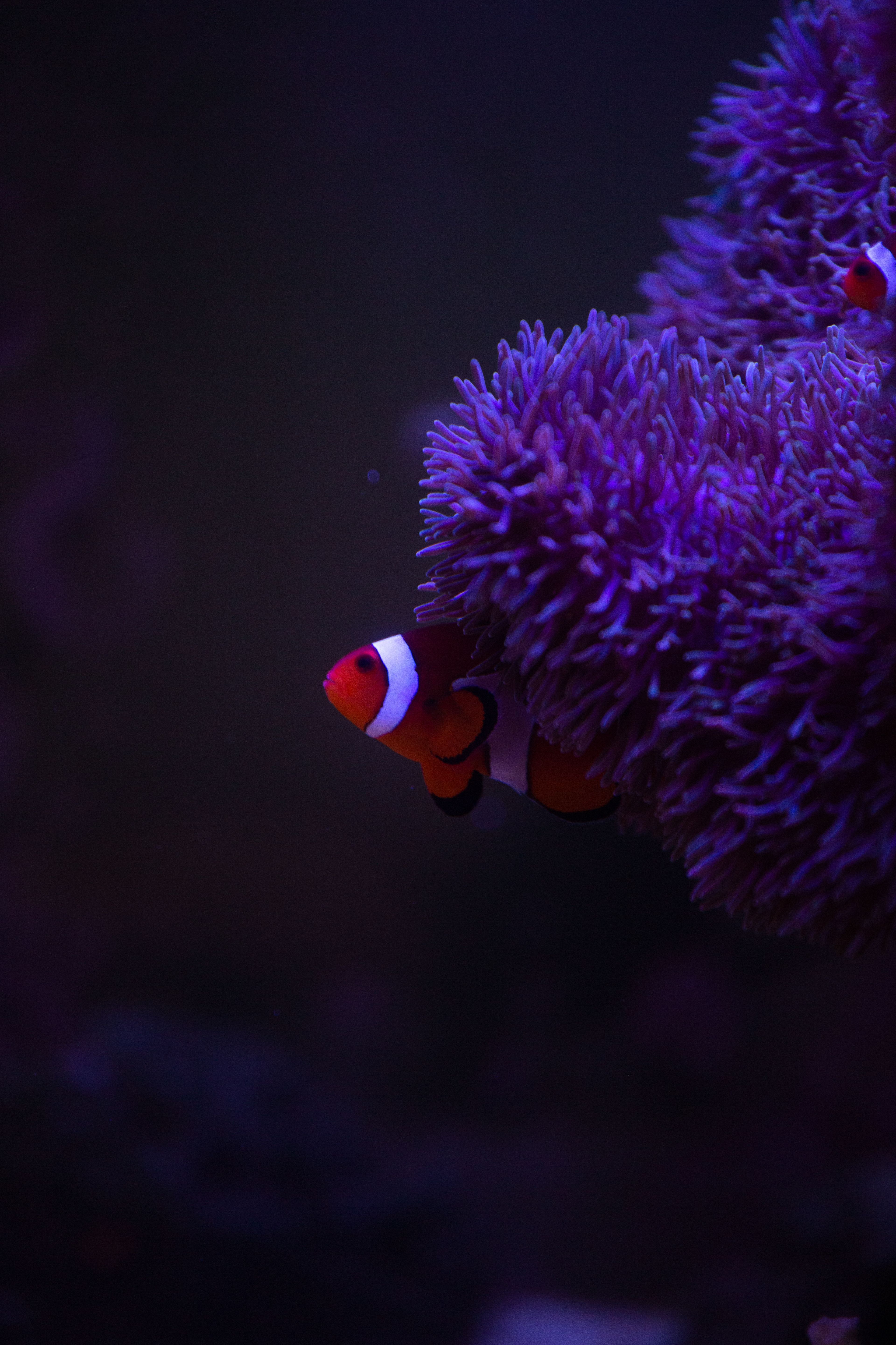 3840x5760 Small clown fish behind lilac anemone underwater · Free