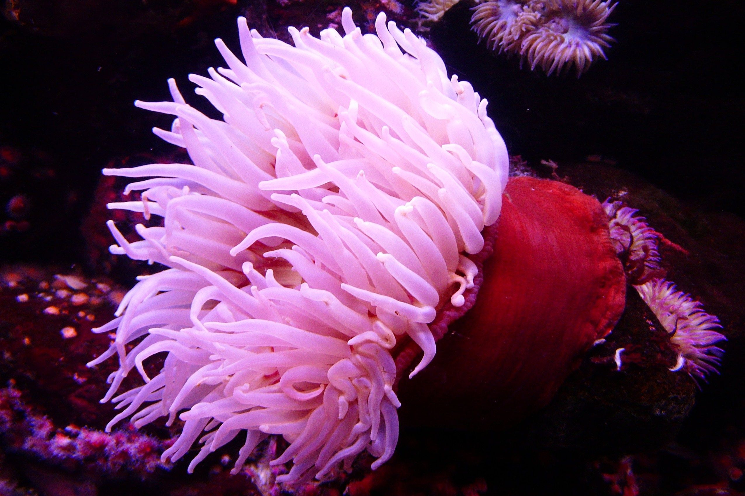 2550x1700 Sea Anemone Wallpaper HD 42018