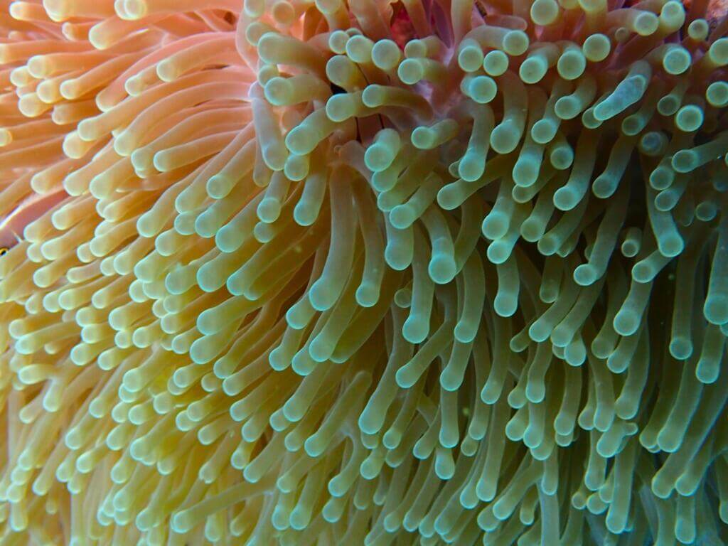1024x768 Sea Anemone Ocean Plant