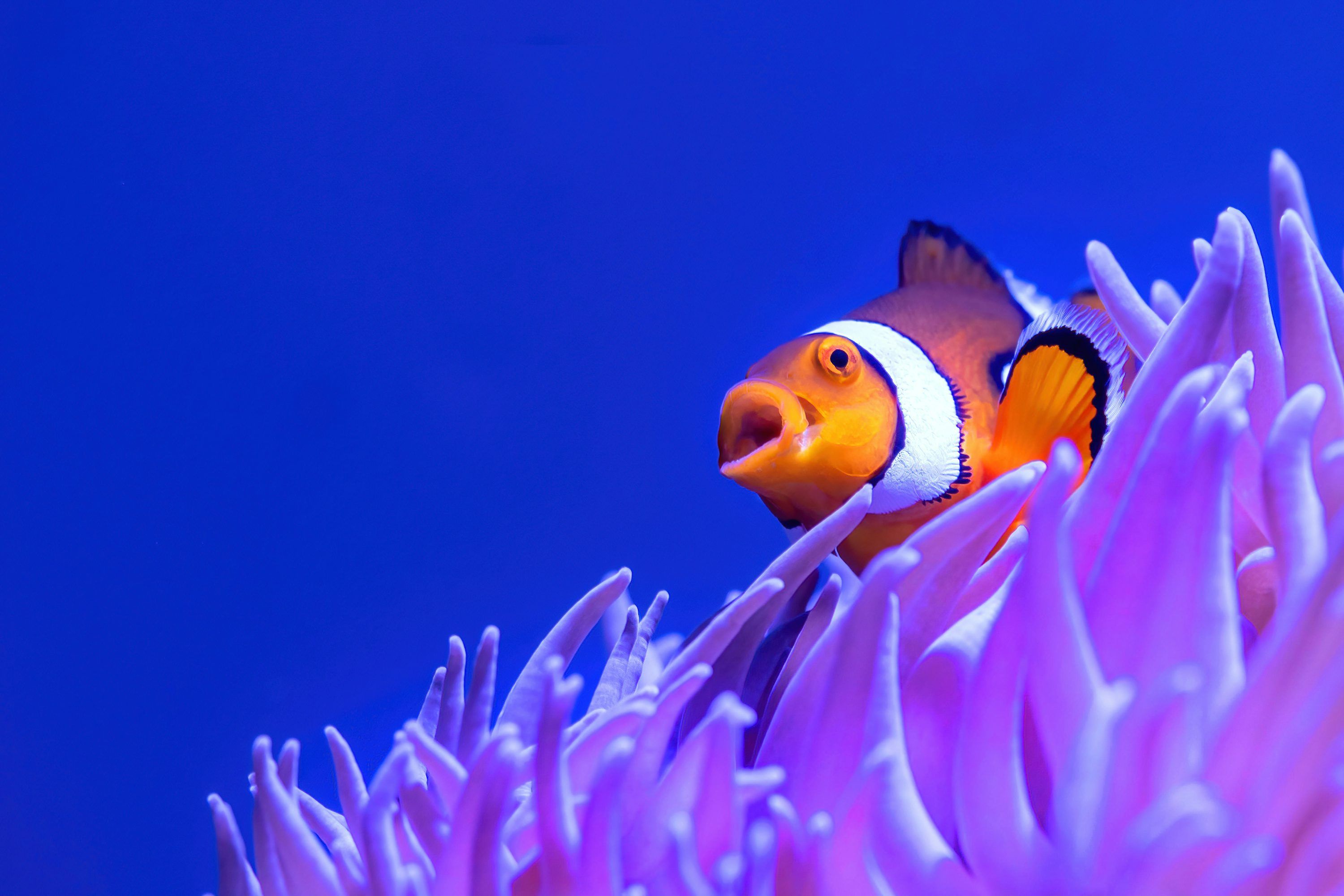 3000x2000 A clown fish is peeking out of a purple sea anemone photo