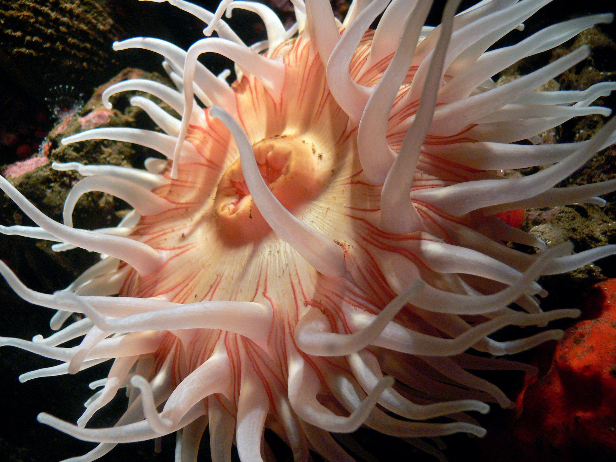 2048x1536 sea anemones free image