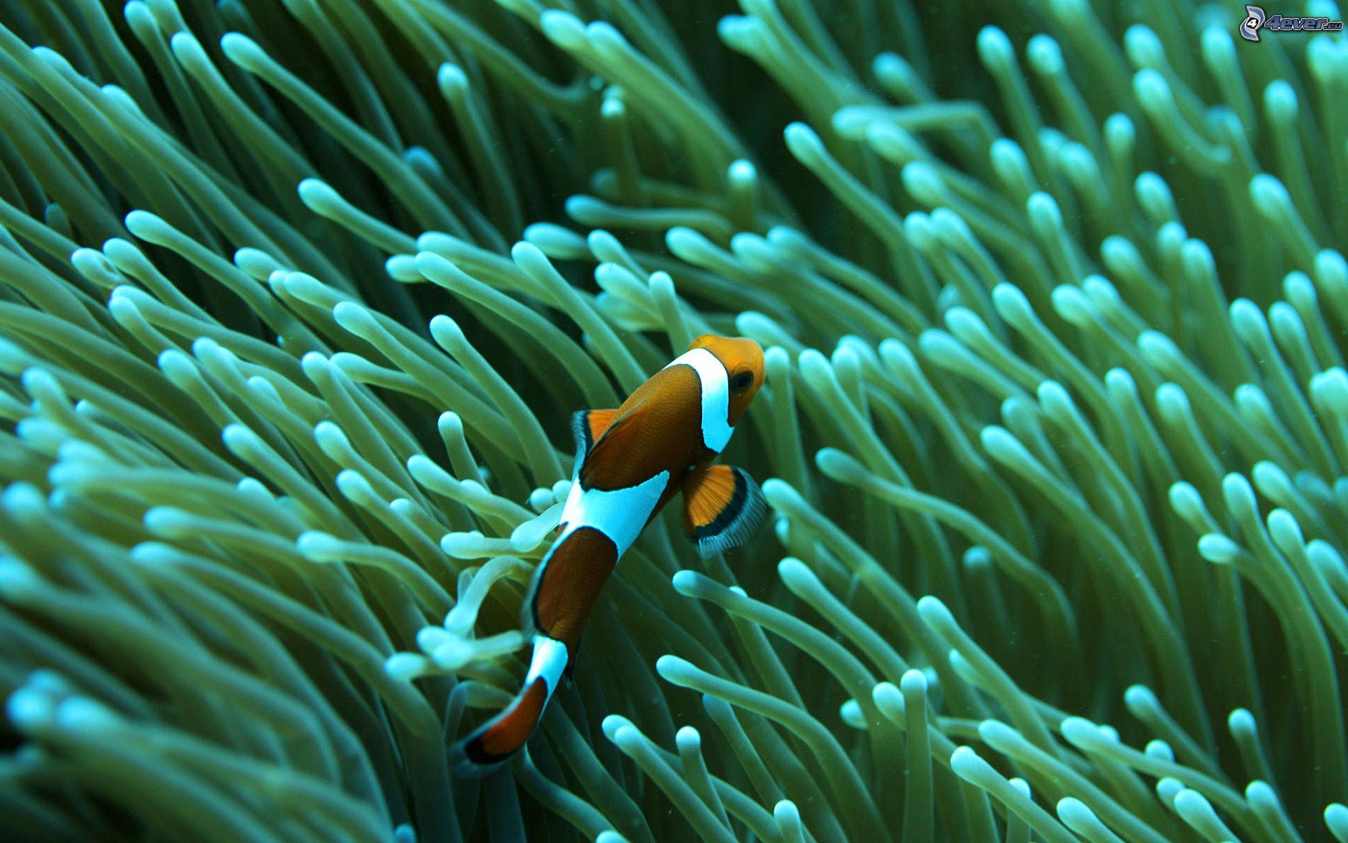1920x1200 Download Green Sea Anemone Wallpaper