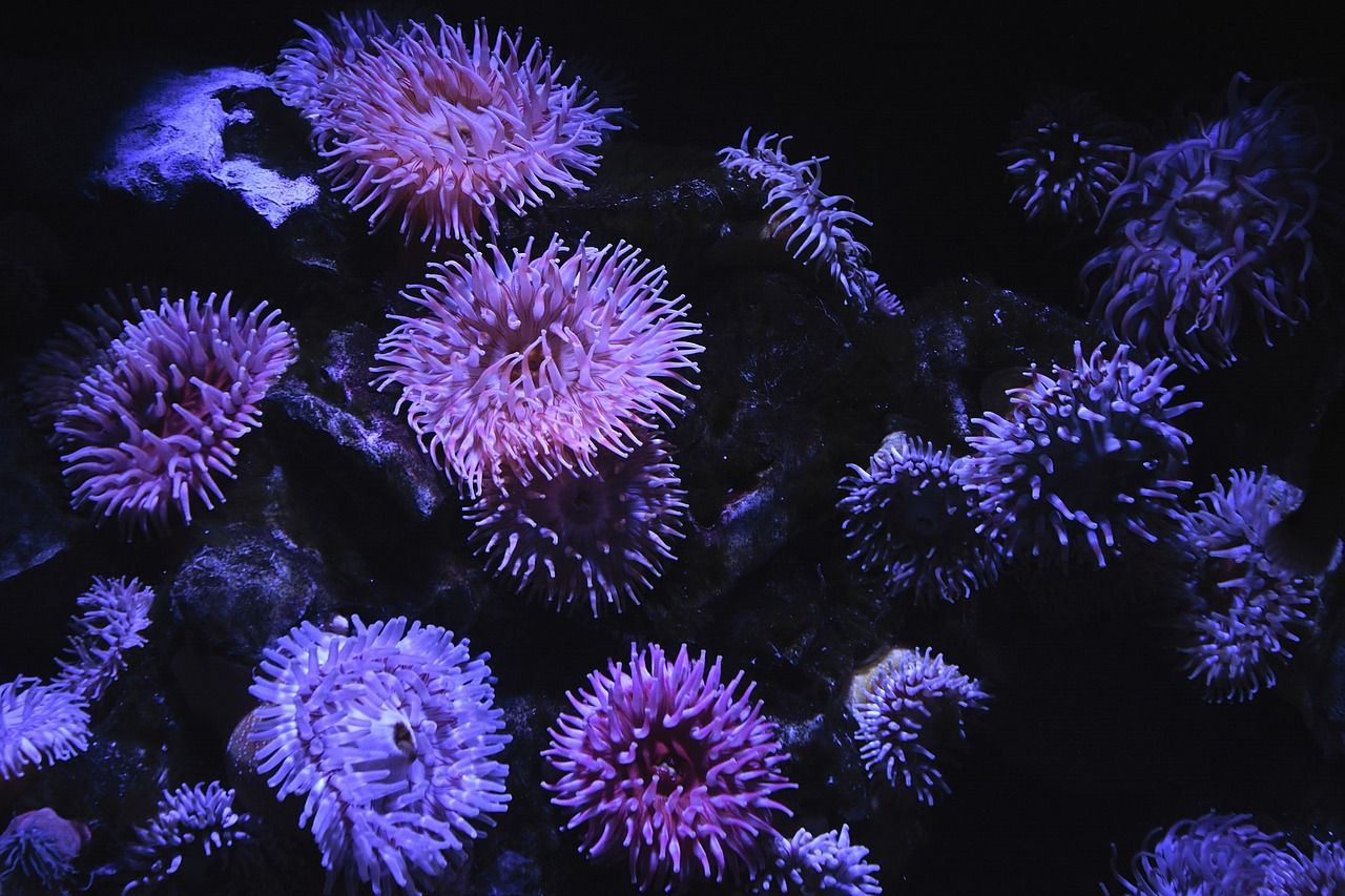 1280x853 Free Seeanemone & Sea Anemone Image