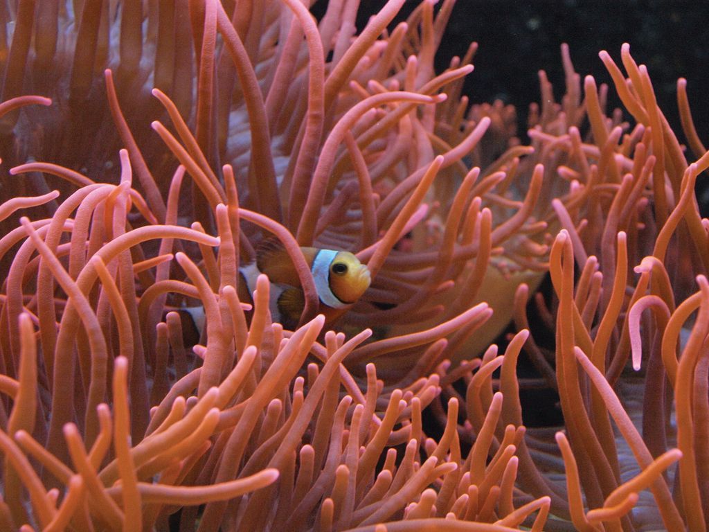 1024x768 Sea Anemones