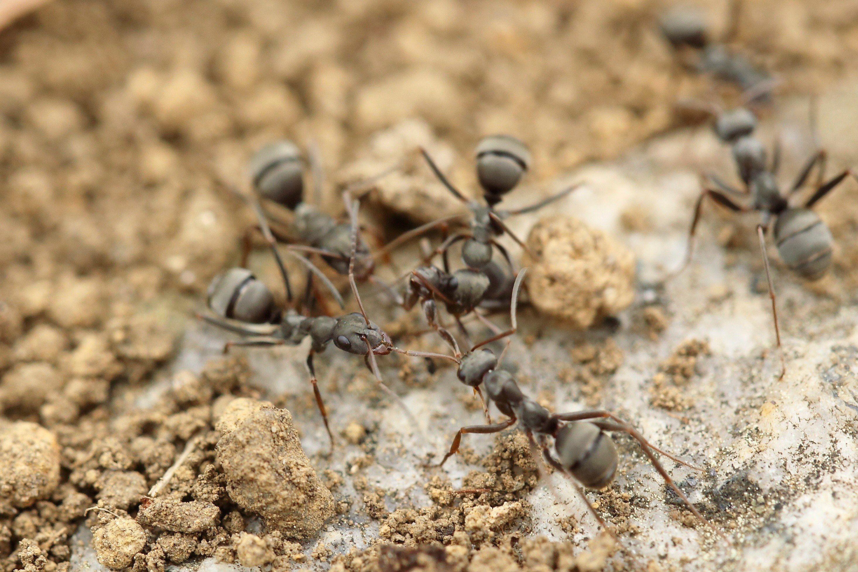 2931x1954 group of ant insects working together on sandy groundants sandy