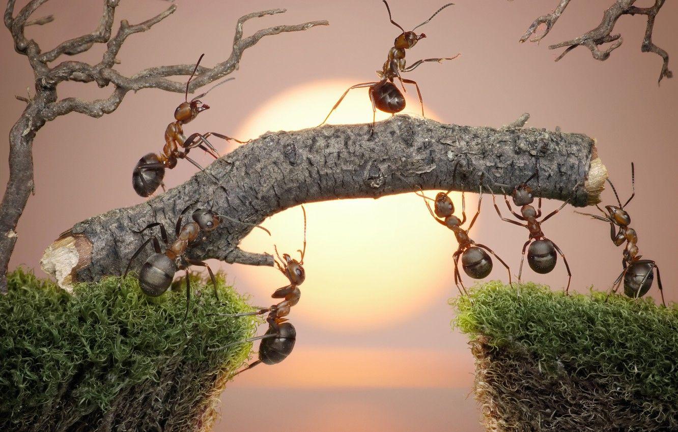 1332x850 Wallpaper the sun, macro, sunset, insects, work, moss