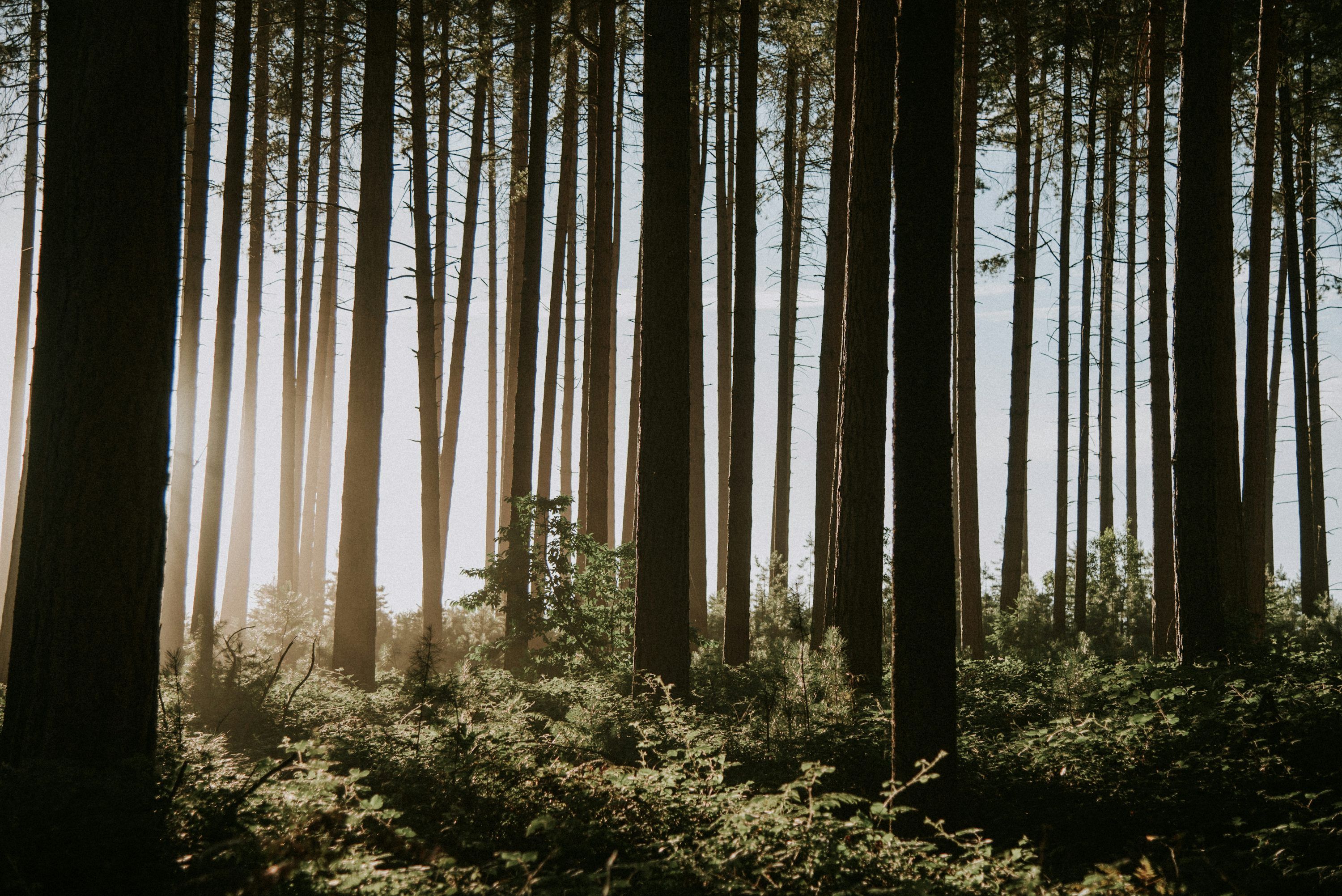3000x2003 Australian Forest Picture. Download Free Image