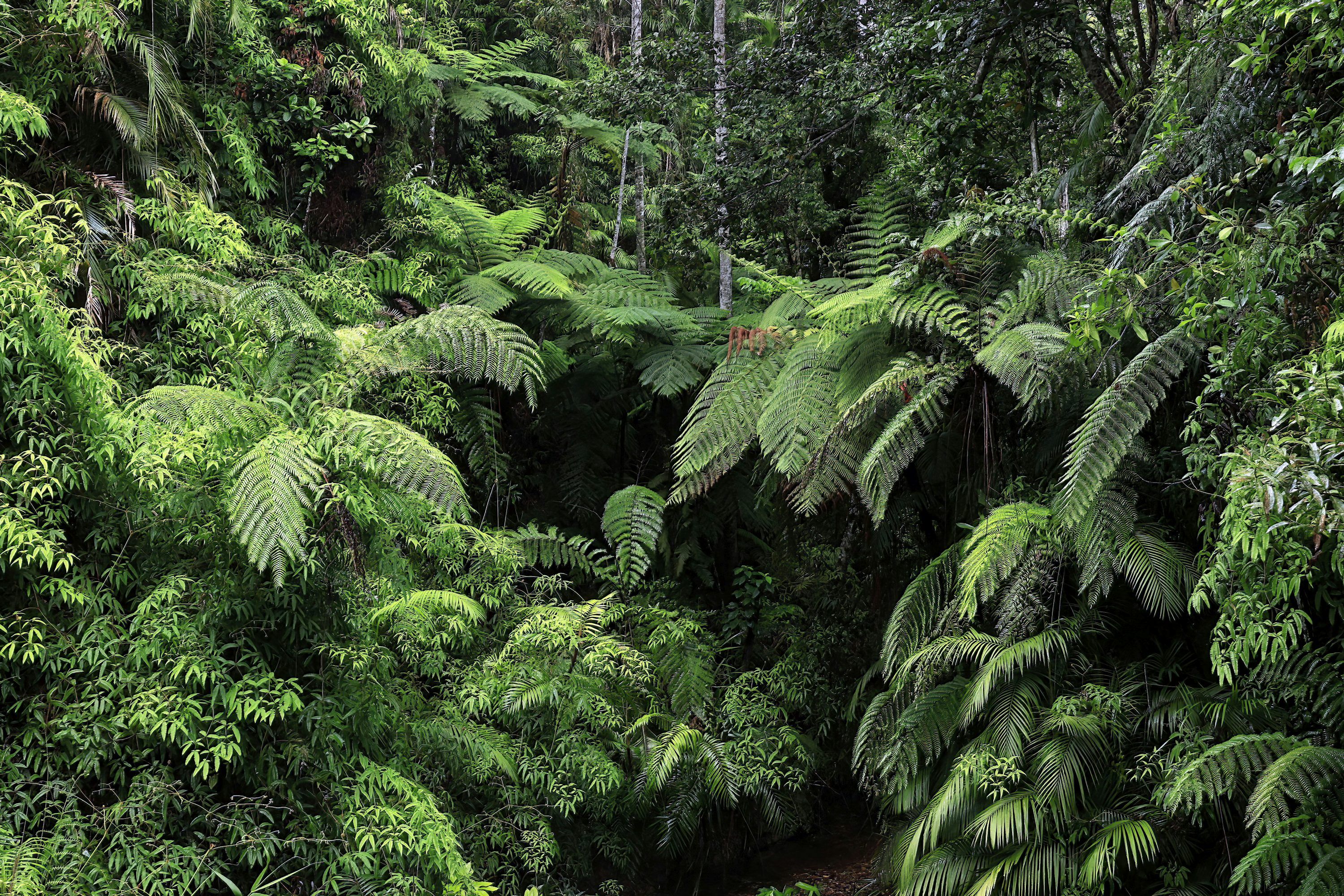 3000x2000 A lush green forest filled with lots of trees photo