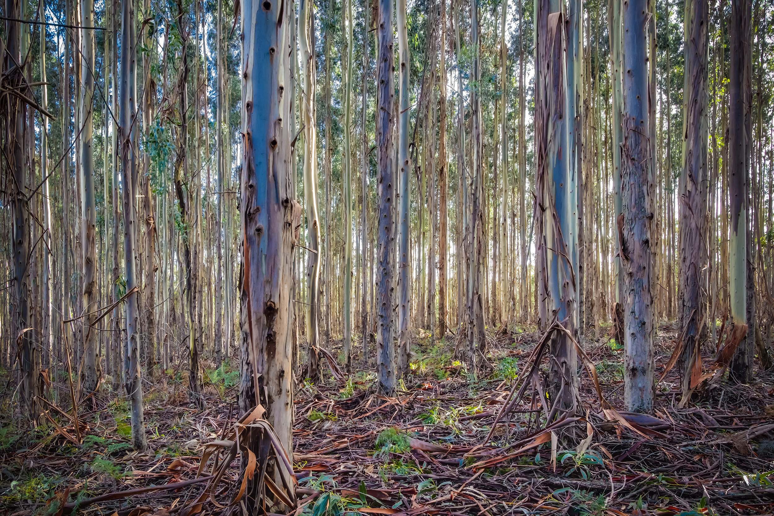 2500x1667 Eucalyptus Forest Wall Mural Made Eco Friendly Wall Mural