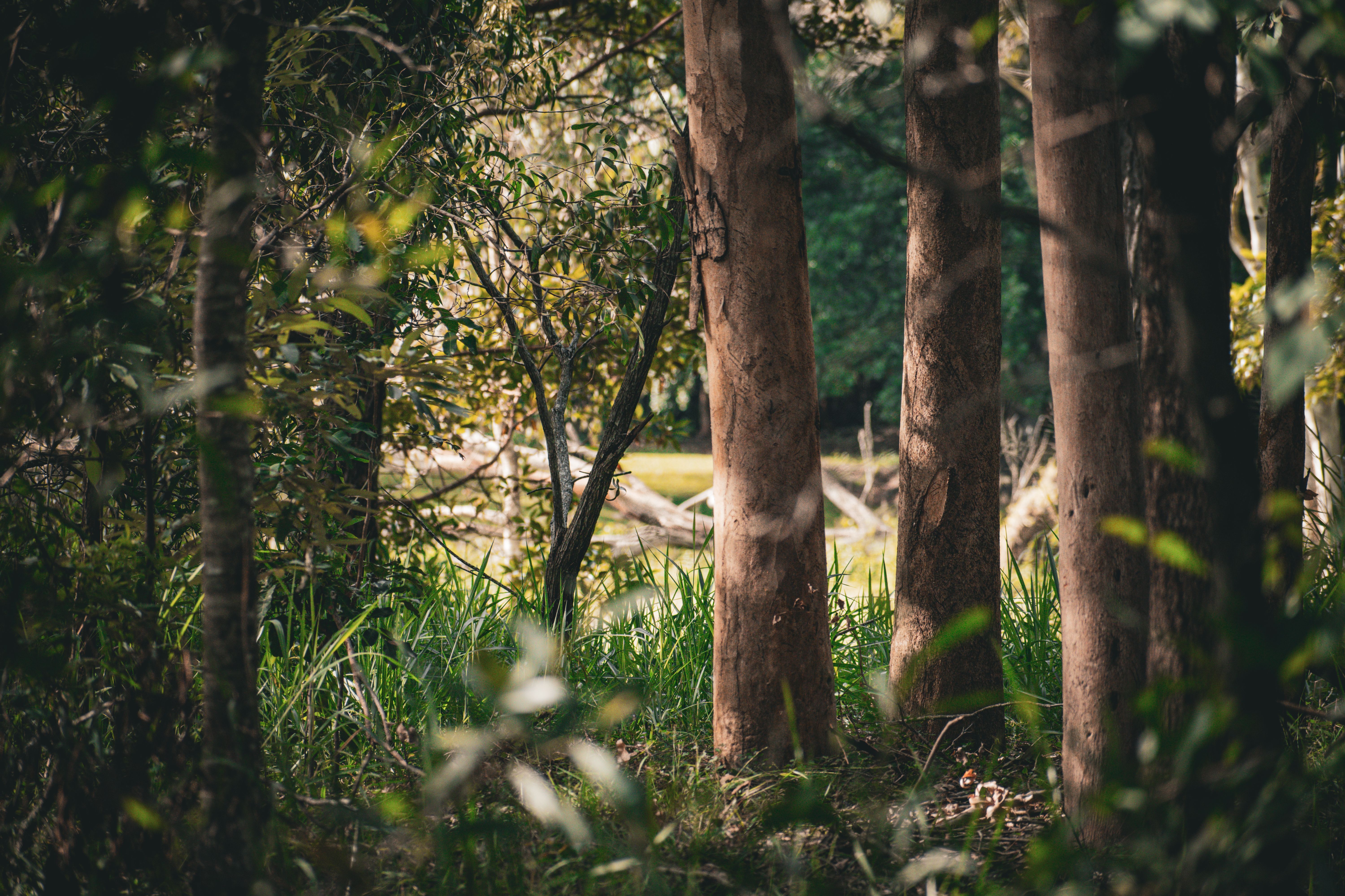 6000x4000 Australian Bush Photo, Download The BEST Free Australian Bush & HD Image