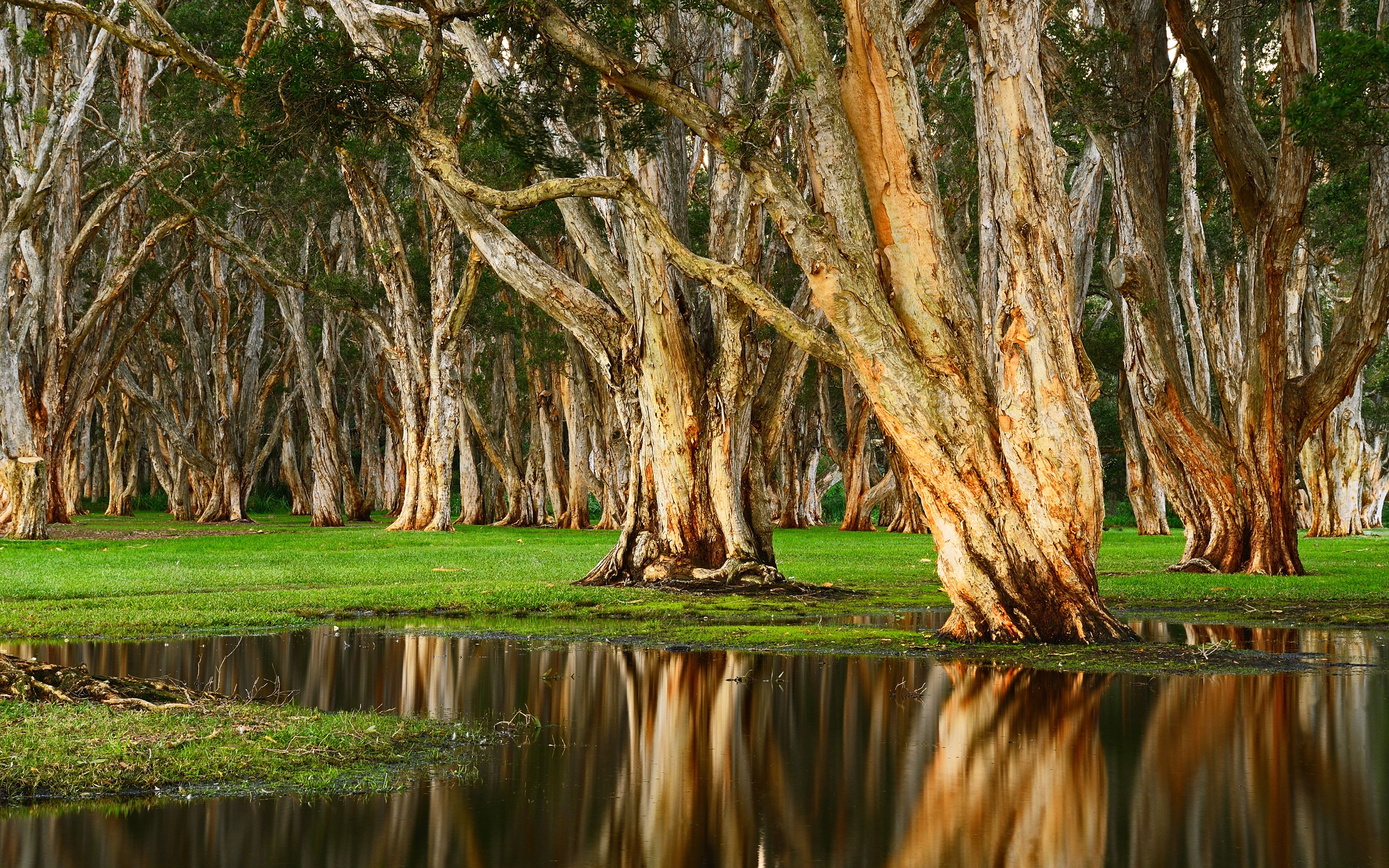 3840x2400 Centennial Park Wallpaper 4K, Forest, Rainy day, Swamp