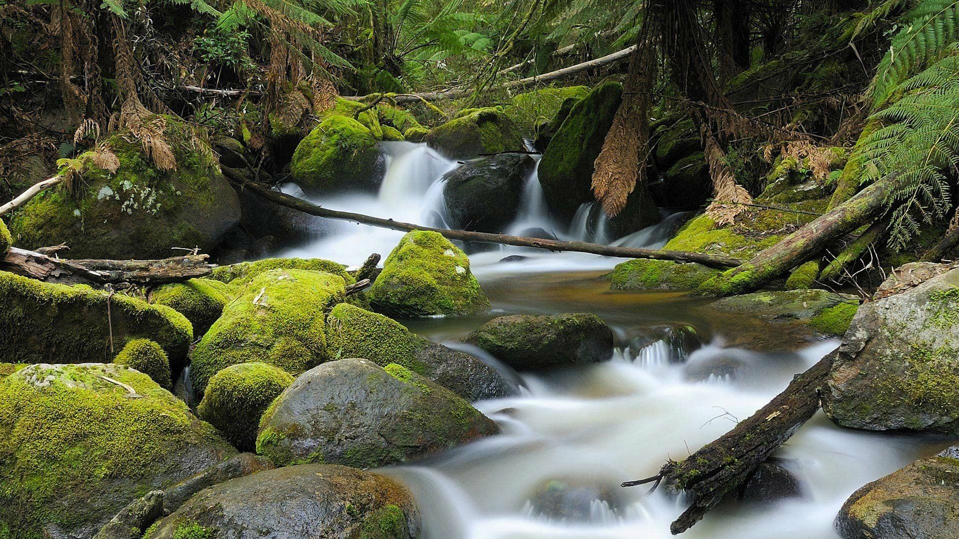 1920x1080 Mossy Australian Forest Stream
