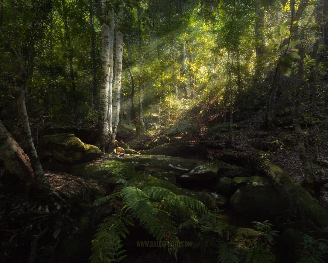 1080x864 Sunlight hitting the valley of an Australian rainforest {OC} (1200x1500) @dalegphoto