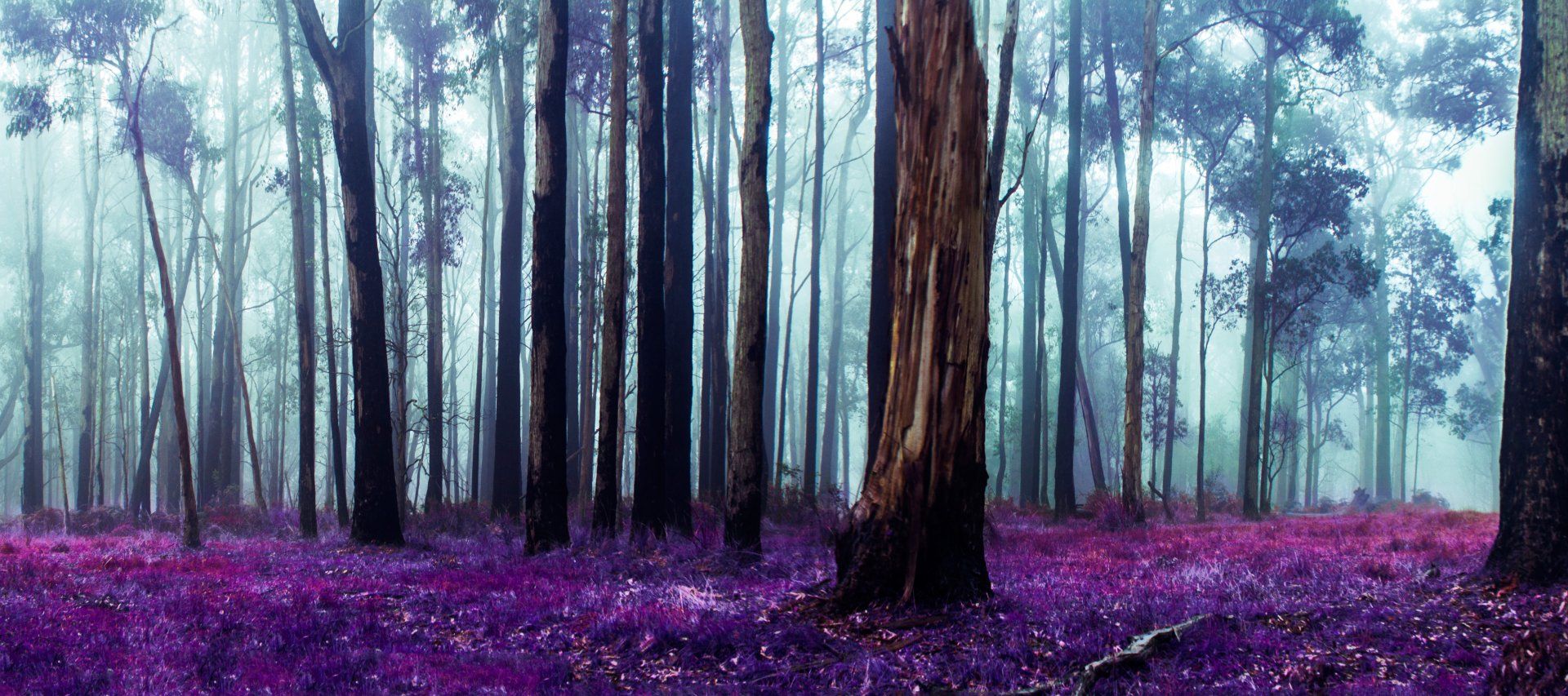 1920x853 Mystic Purple Grove