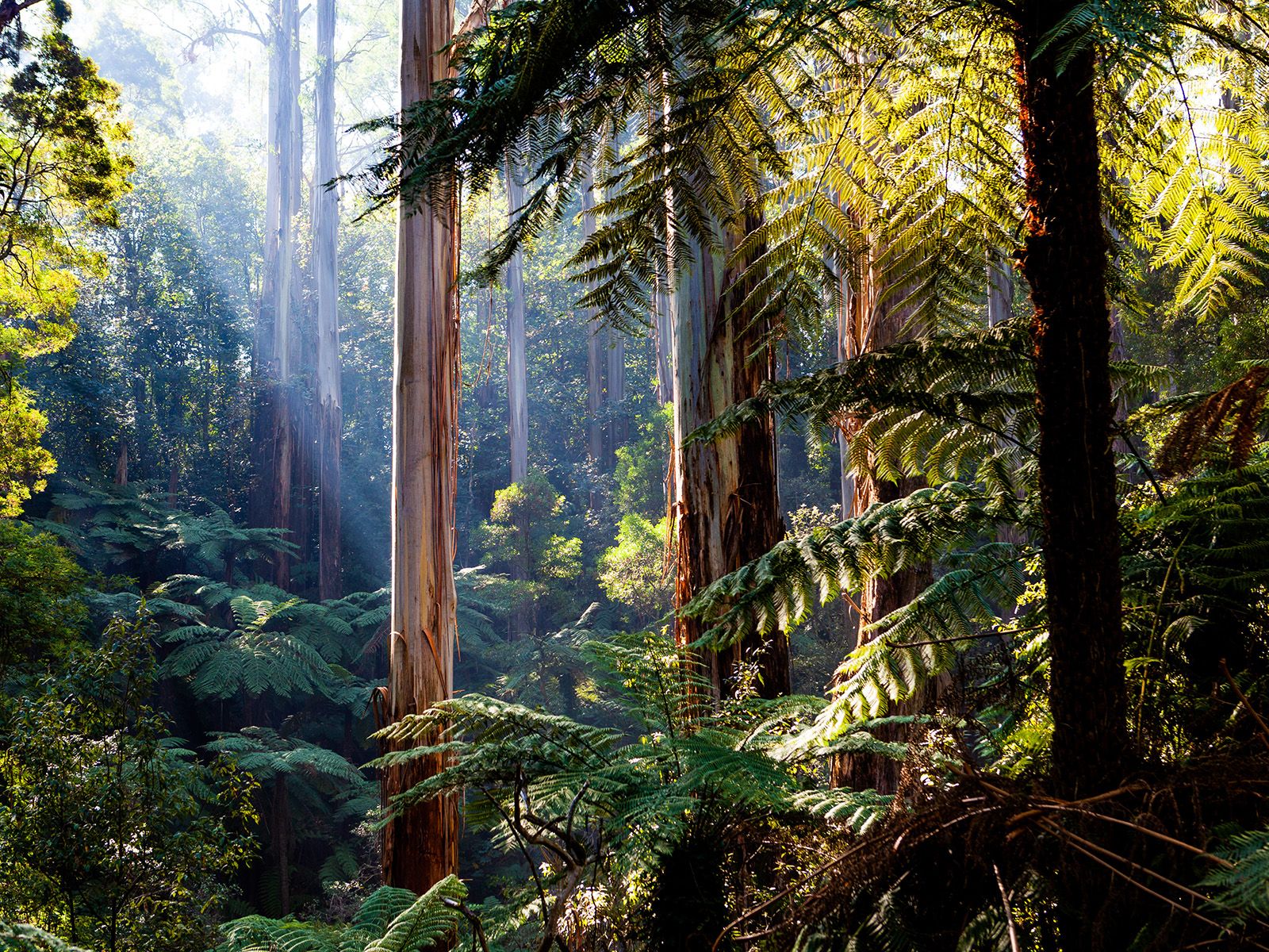 1600x1200 Q&A: What fossils reveal about ancient Australian forests and fire. Penn State University