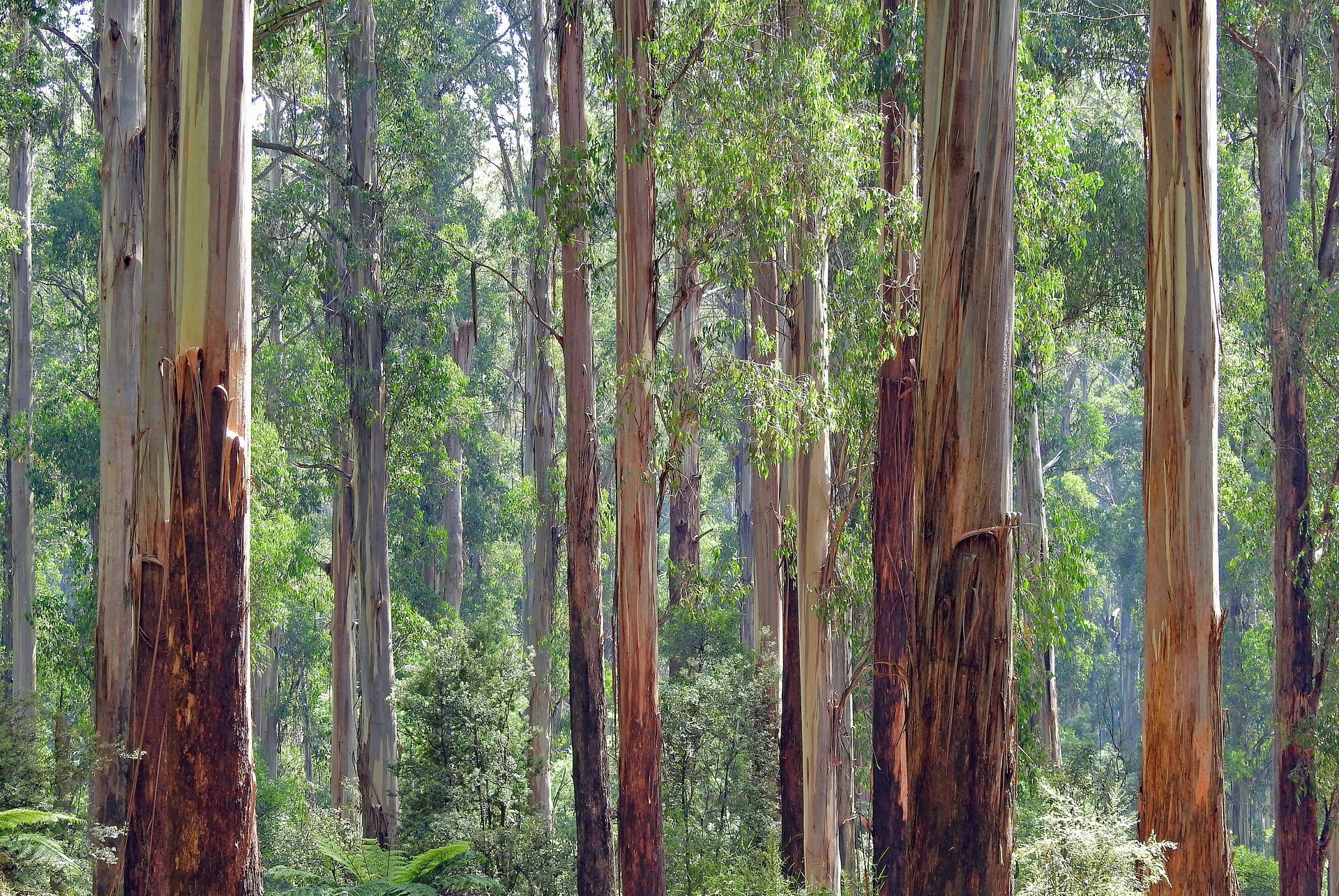 1920x1285 Download Eucalypt Forest Of Australia Wallpaper