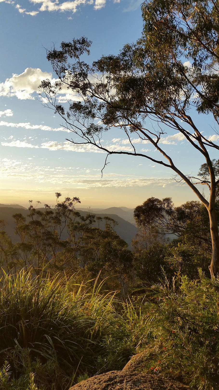 910x1618 Australian bush 1080P, 2K, 4K, 5K HD wallpaper free download